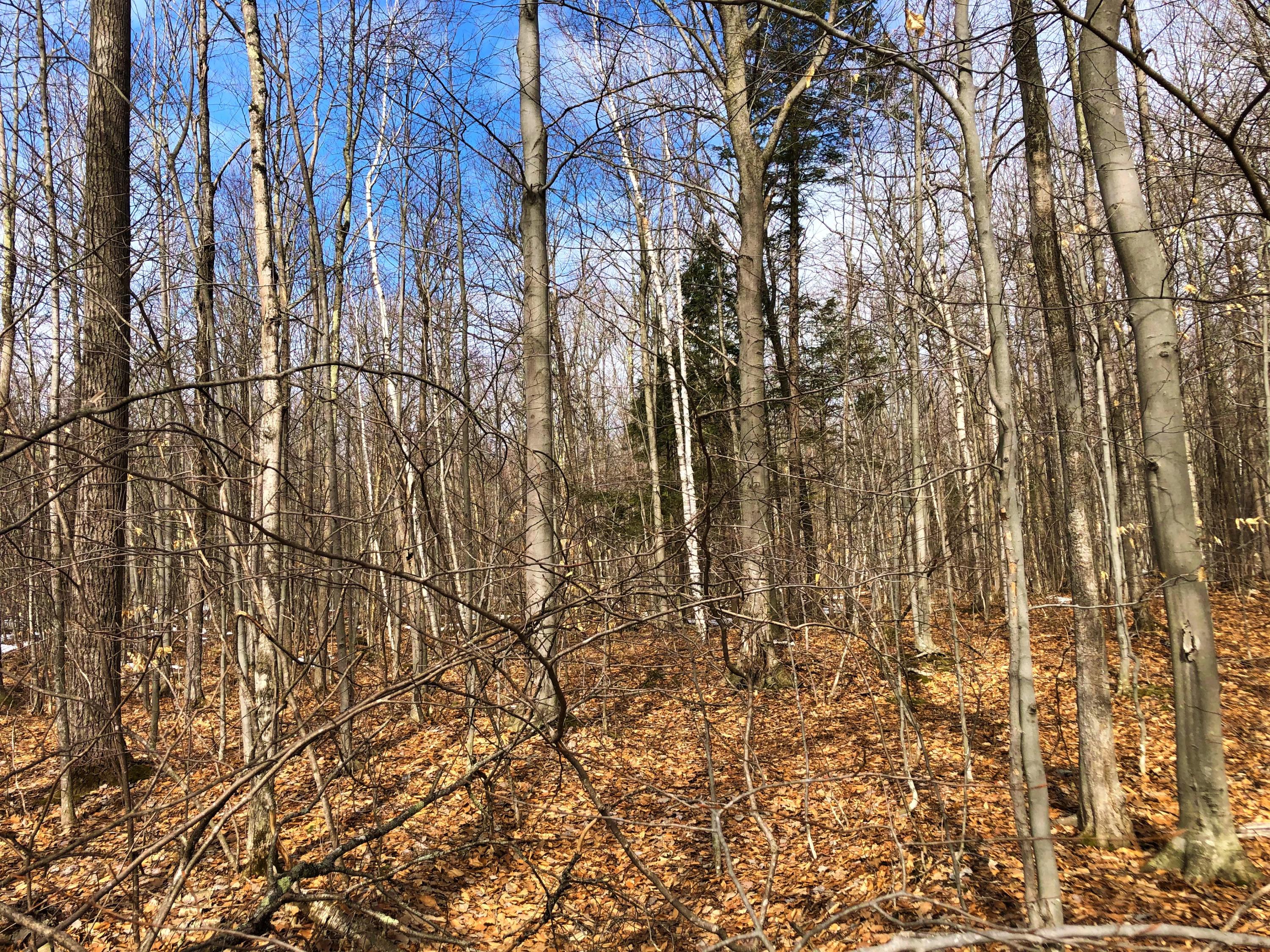 0 Beaver Road Auburn, ME 04210 - Photo 2 of 2 IMG-4509