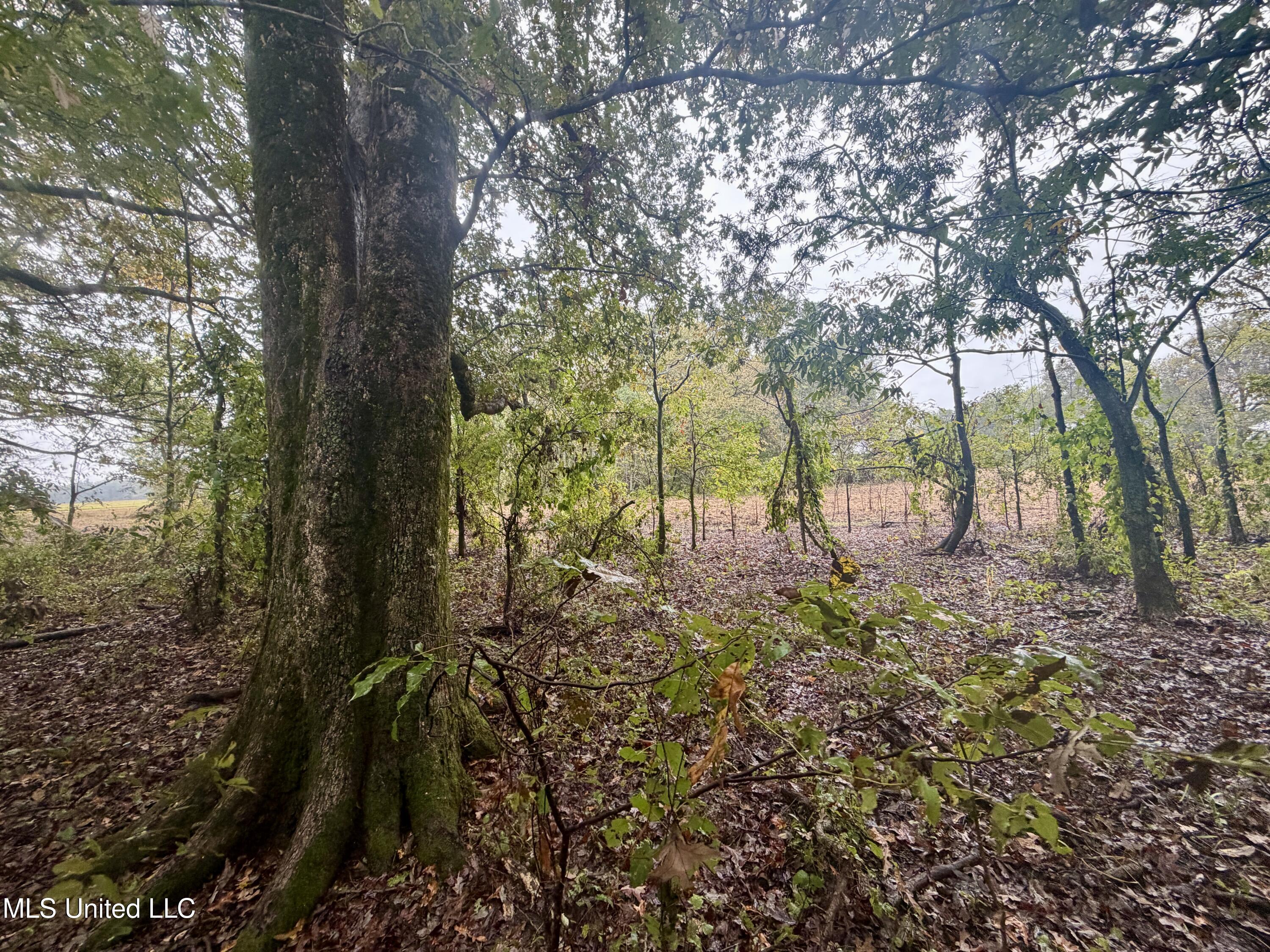 Youngblood Road Dundee, MS 38626 - Photo 7 of 10 IMG_0325
