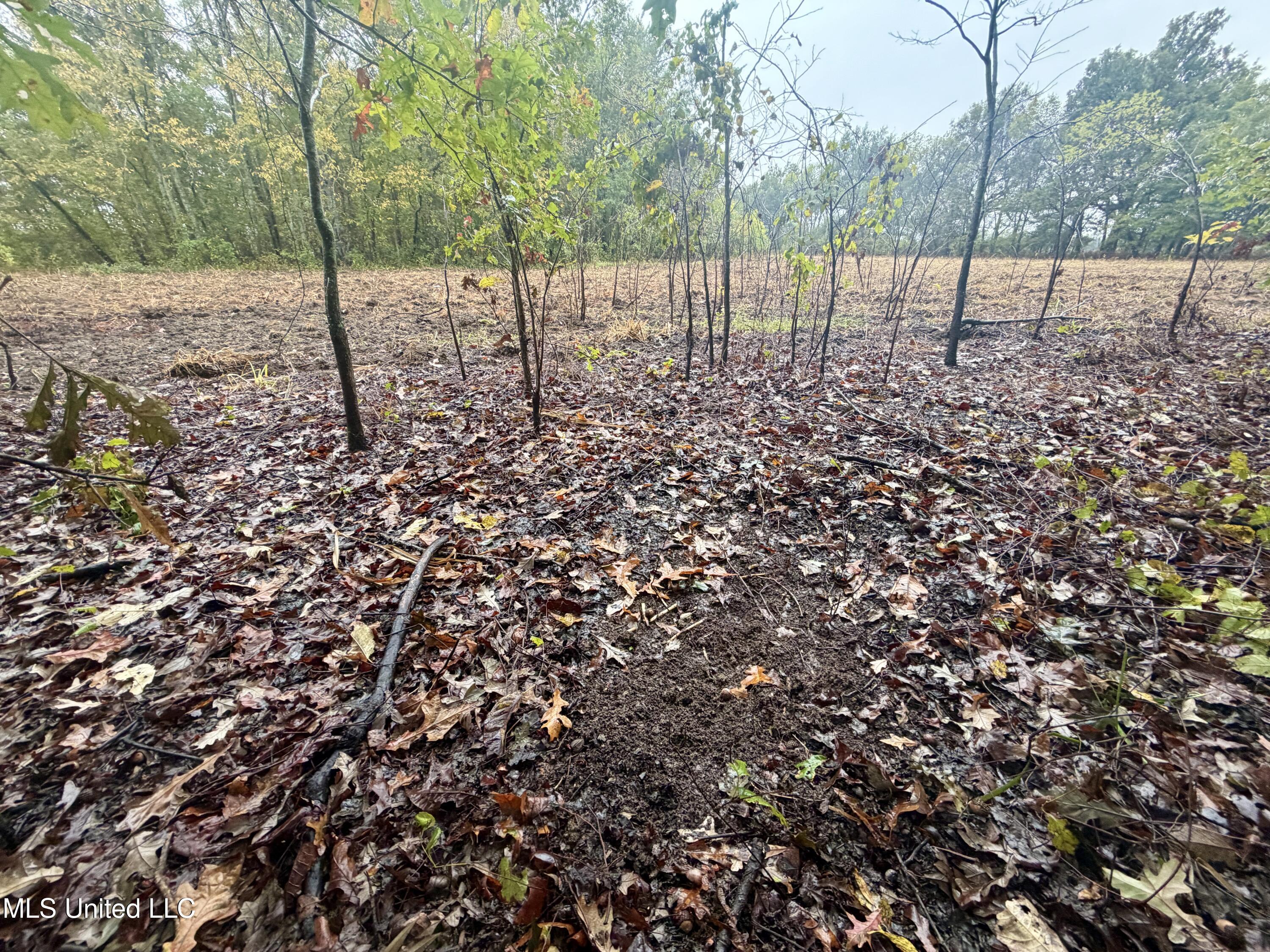 Youngblood Road Dundee, MS 38626 - Photo 8 of 10 IMG_0326