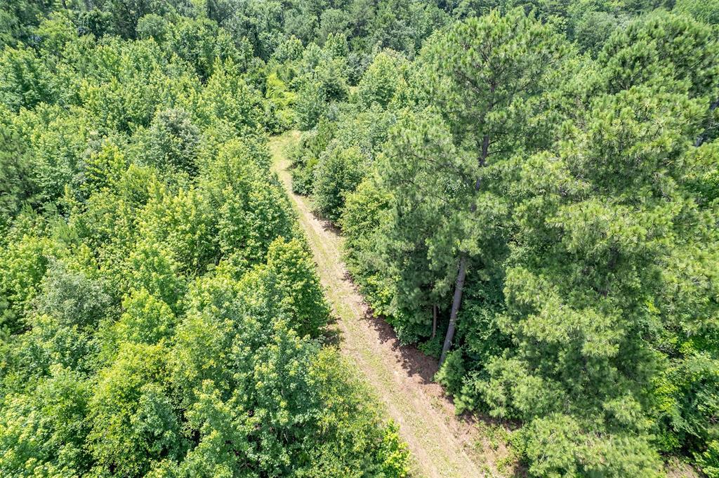 0 Cr 353 Tyler Tx 75708 Tyler, TX 75708 - Photo 9 of 18 a view of a forest with plants