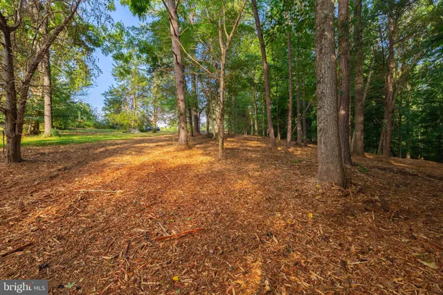 a view of a tree with a yard