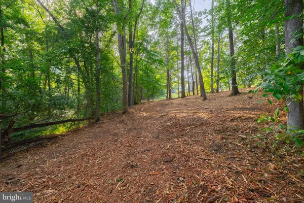 a view of a forest with trees in the background