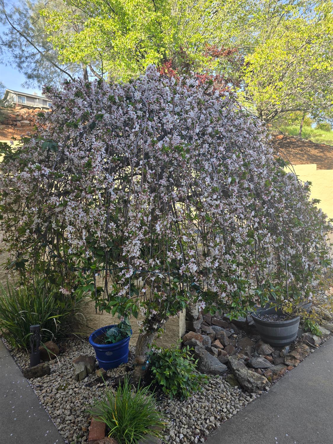 3388 Sudbury Road Cameron Park, CA 95682 - Photo 45 of 55 a view of a backyard with plants and large trees