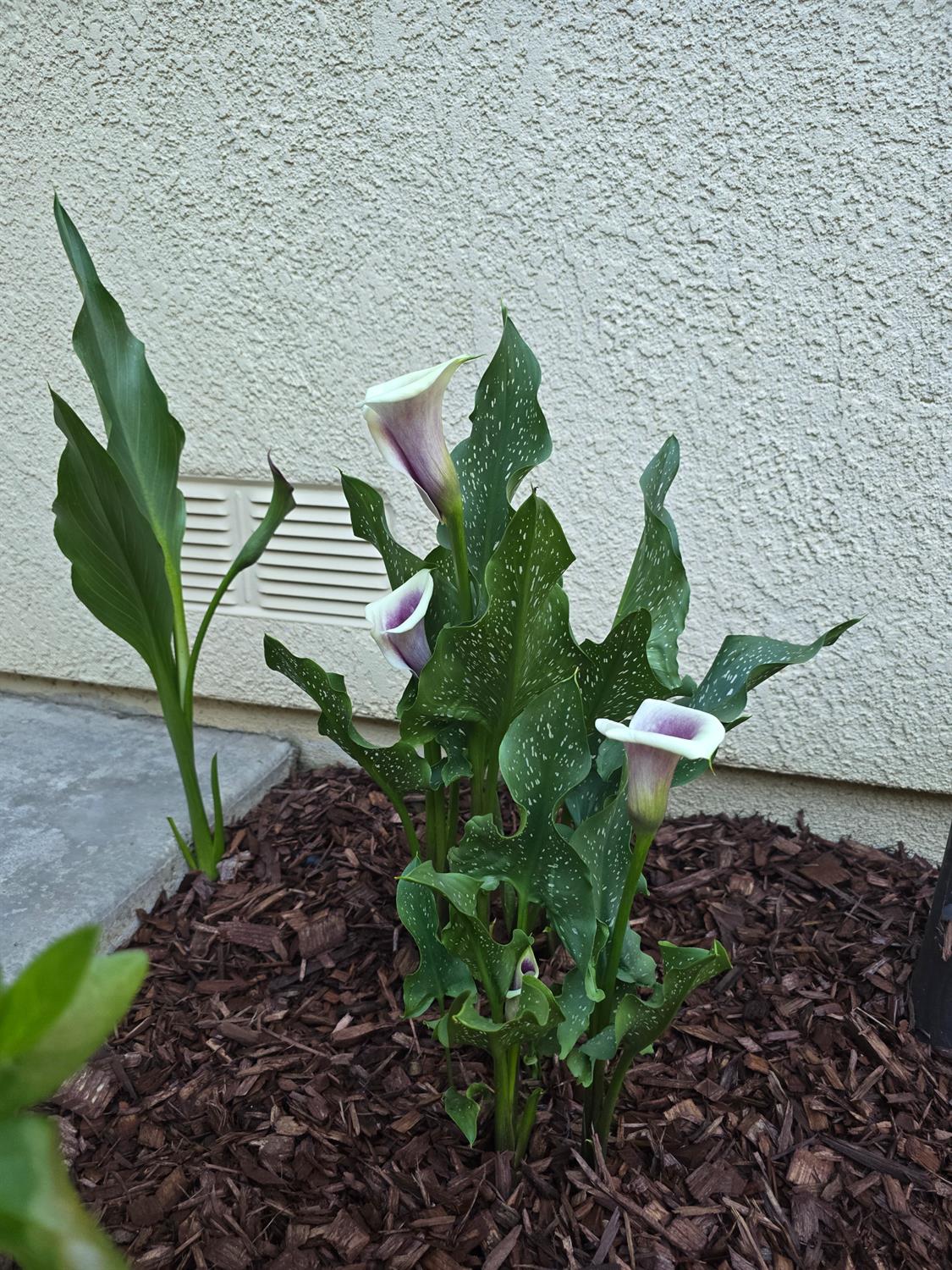 3388 Sudbury Road Cameron Park, CA 95682 - Photo 46 of 55