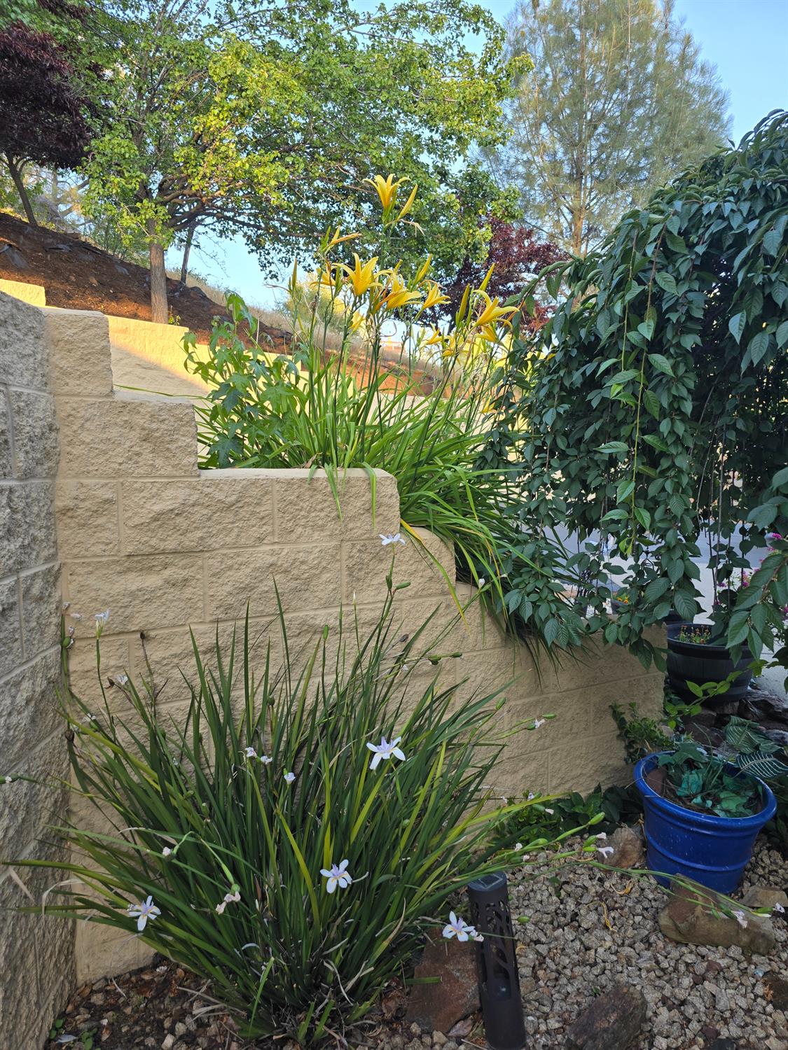 3388 Sudbury Road Cameron Park, CA 95682 - Photo 47 of 55 a view of a garden with a fountain