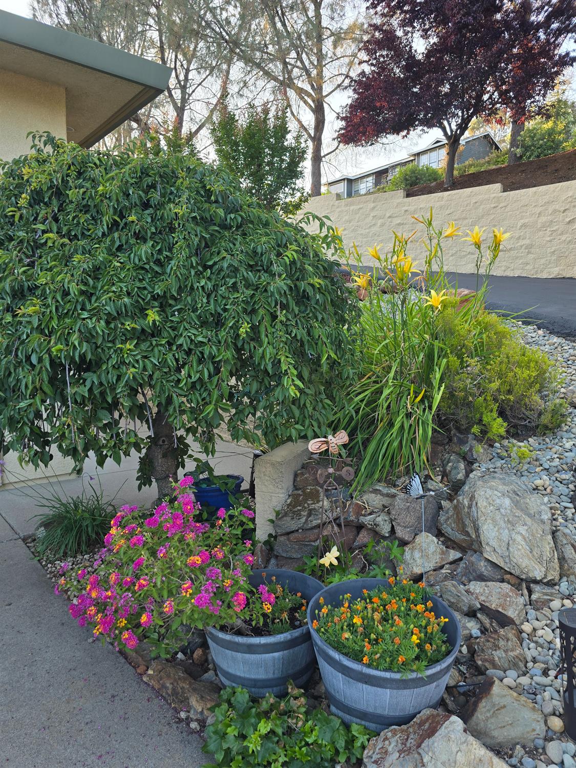 3388 Sudbury Road Cameron Park, CA 95682 - Photo 48 of 55 a view of a flowers in a backyard