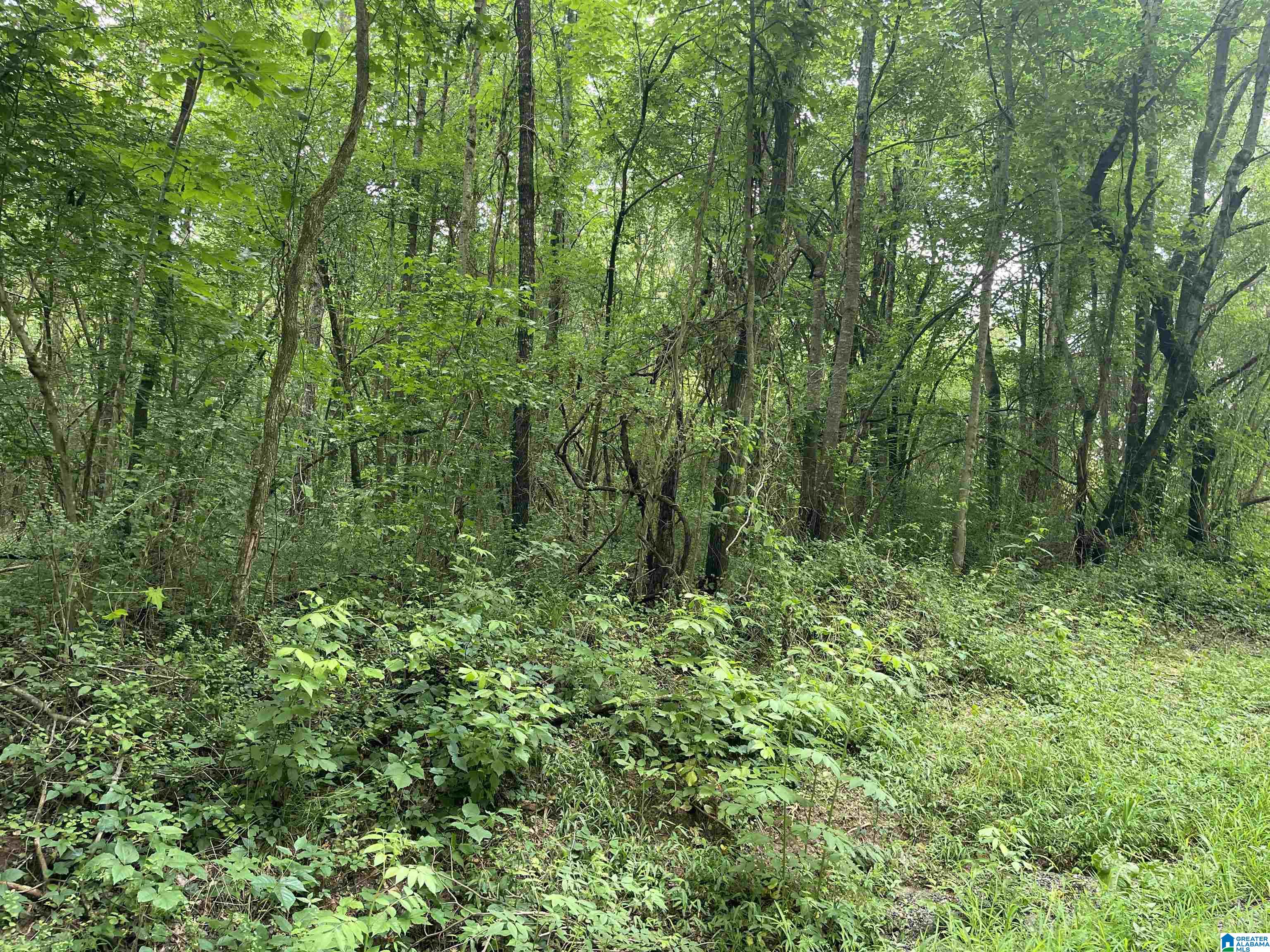 31-acres County Road 36 Heflin, AL 36264 - Photo 4 of 6