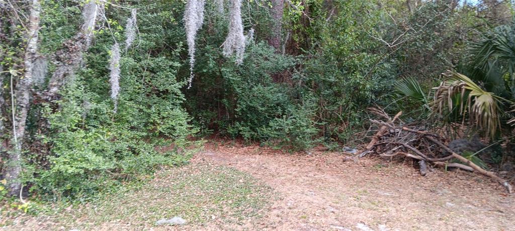 555 Lee Road Jacksonville, FL 32225 - Photo 7 of 67 a view of a forest with trees in the background
