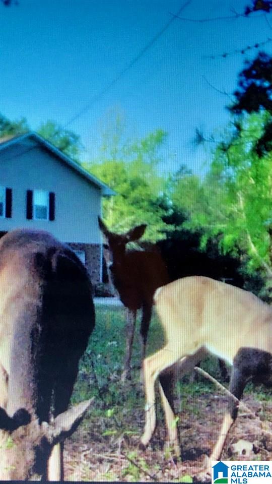 1222 McCay Road Locust Fork, AL 35097 - Photo 17 of 20