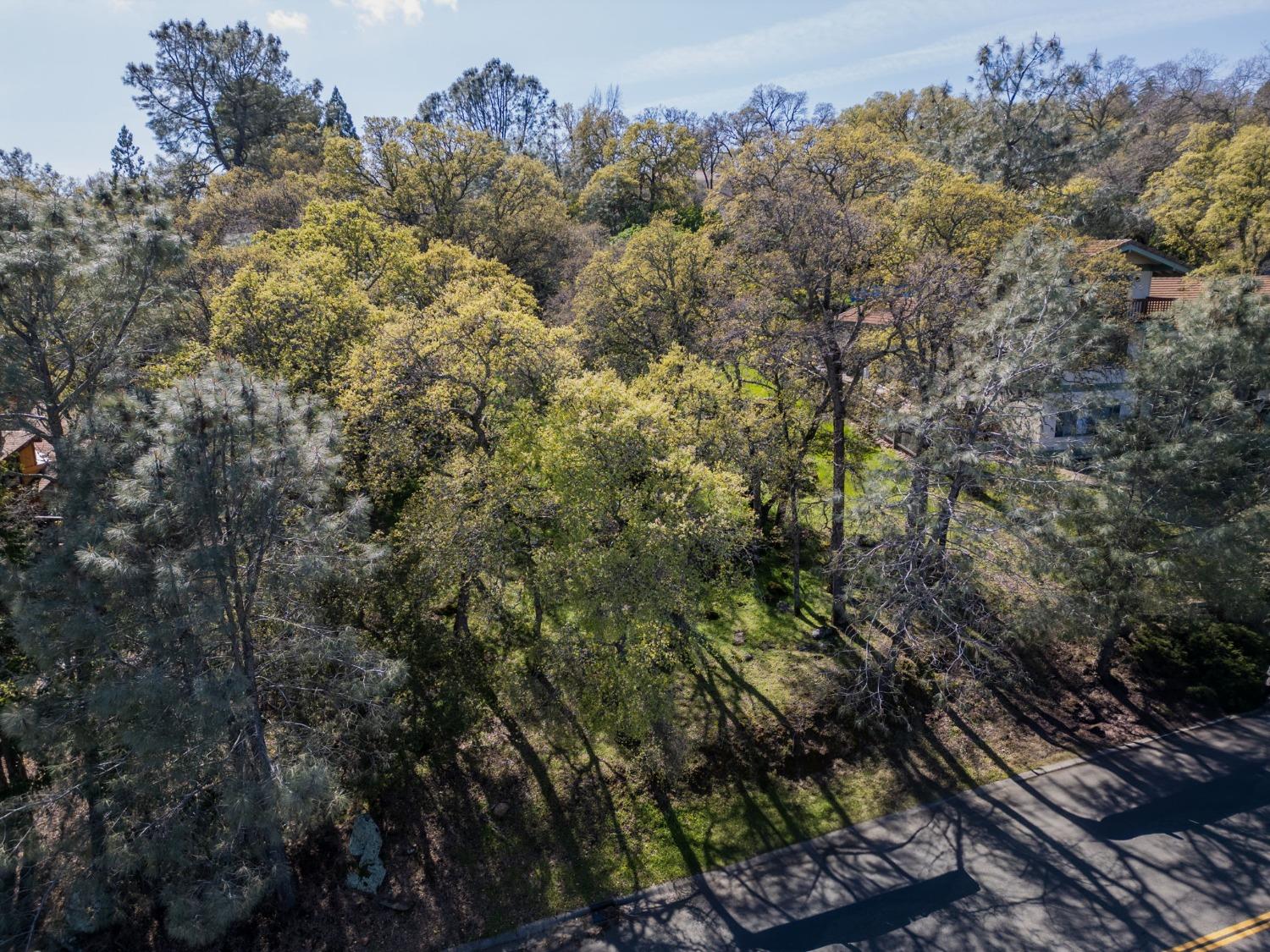 3518 Ridgeview Drive El Dorado Hills, CA 95762 - Photo 3 of 6 a view of a forest with a tree