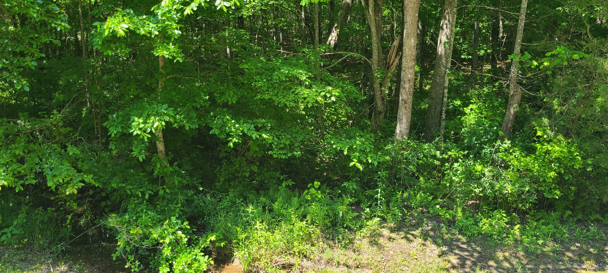 0 Paynes Church Road Estill Springs, TN 37330 - Photo 1 of 5 Gallery Image 1
