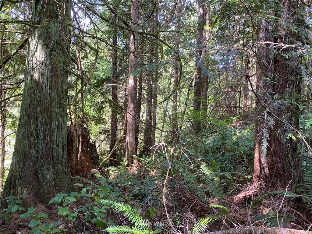 0 Stamper Road Elma, WA 98541 - Photo 2 of 11 Gallery Image 2
