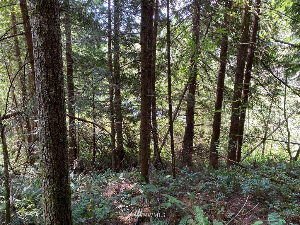 0 Stamper Road Elma, WA 98541 - Photo 5 of 11 Gallery Image 5