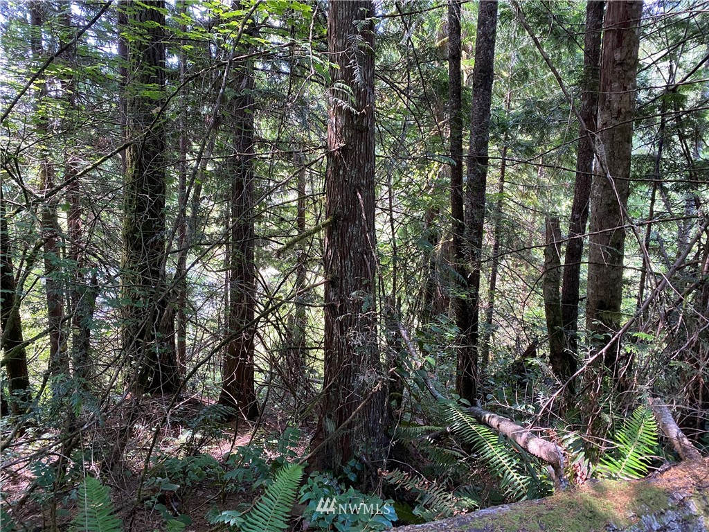 0 Stamper Road Elma, WA 98541 - Photo 6 of 11 Gallery Image 6