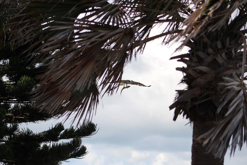 2709 Casey Key Road Nokomis, FL 34275 - Photo 59 of 64