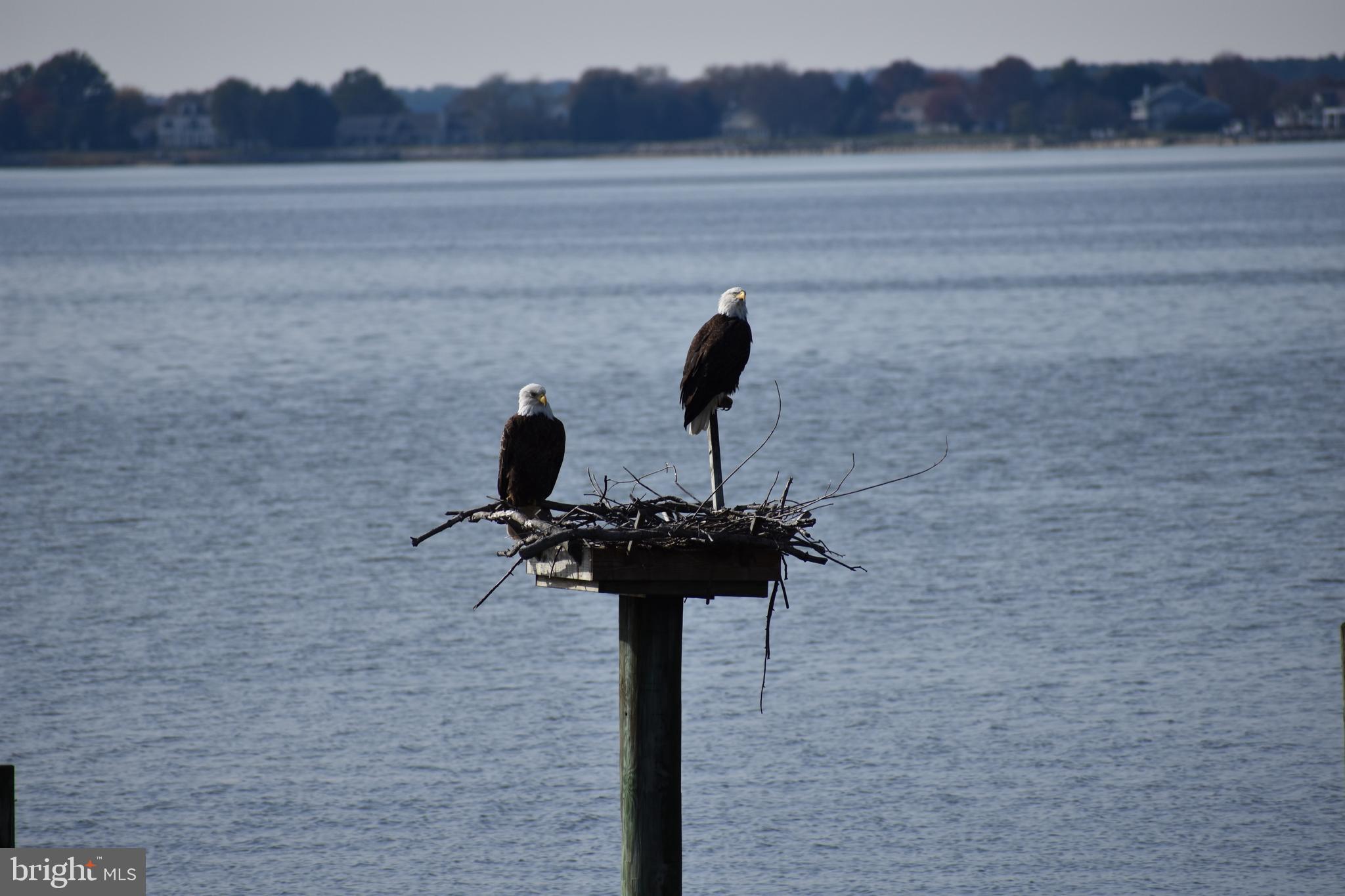 1360 Calvert Road Chester, MD 21619 - Photo 53 of 66