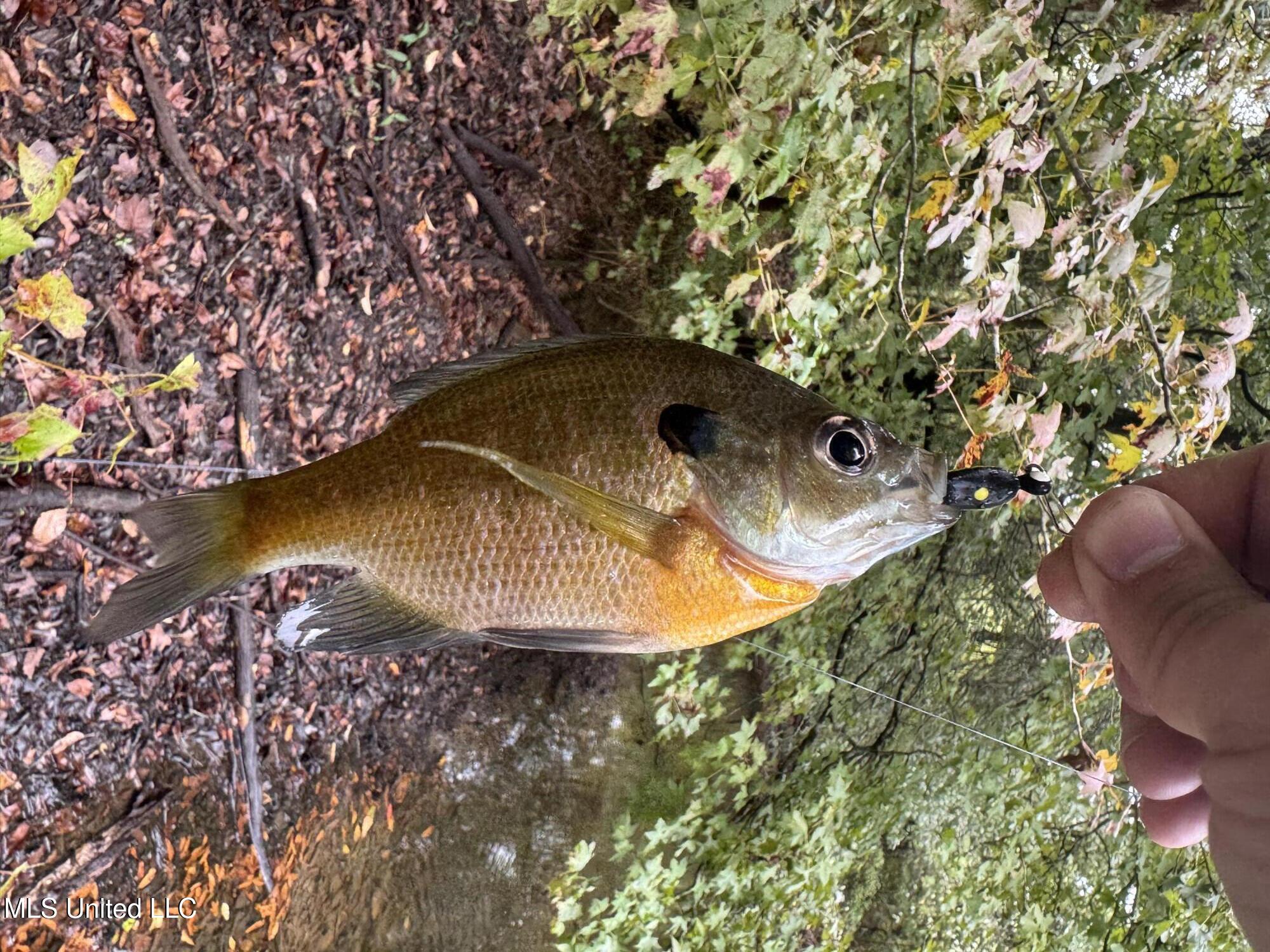 0 Cooperlow Road Coldwater, MS 38618 - Photo 15 of 59 Brim