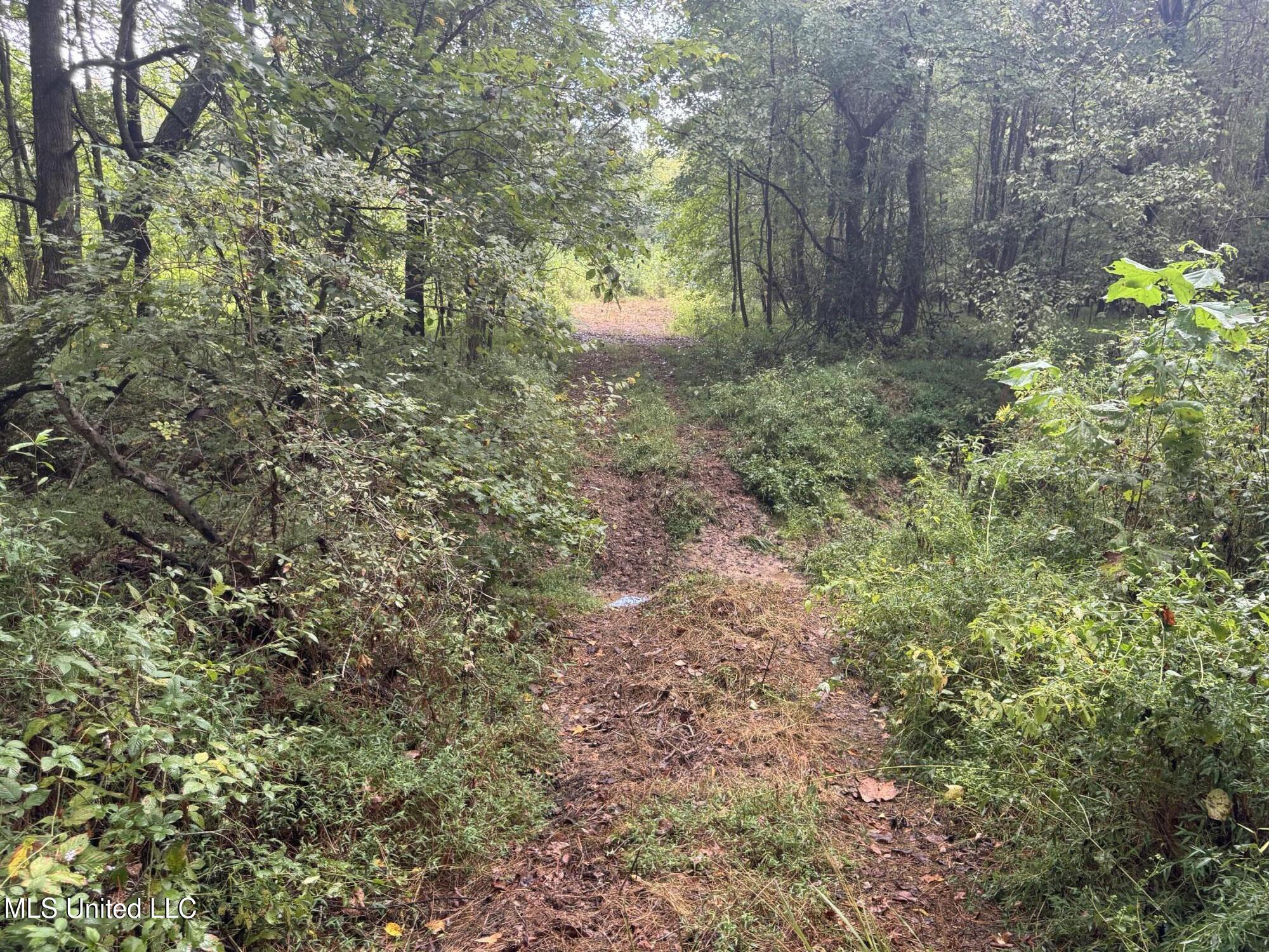 0 Cooperlow Road Coldwater, MS 38618 - Photo 18 of 59 Ditch Crossing