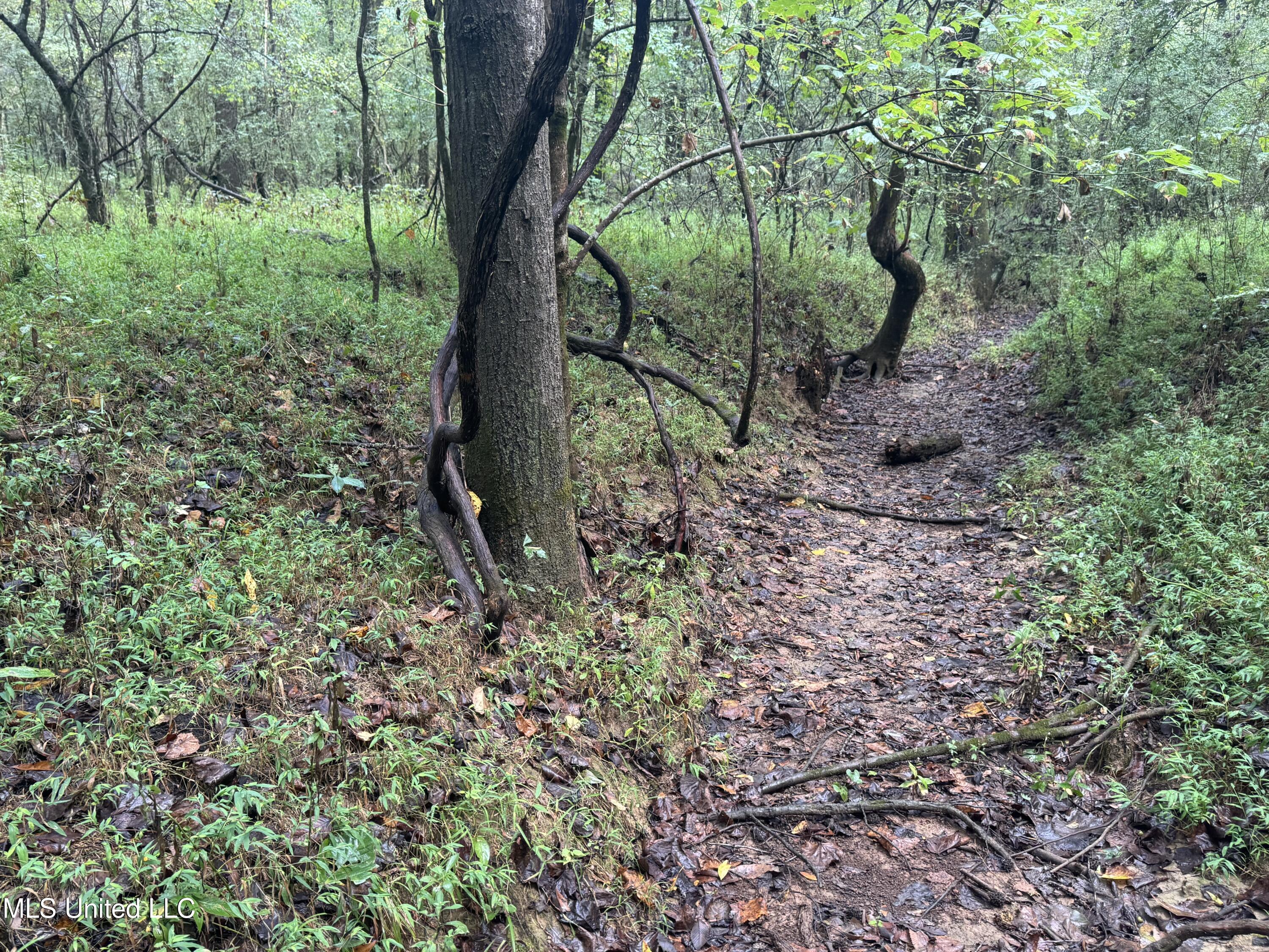 0 Cooperlow Road Coldwater, MS 38618 - Photo 19 of 59 Drain
