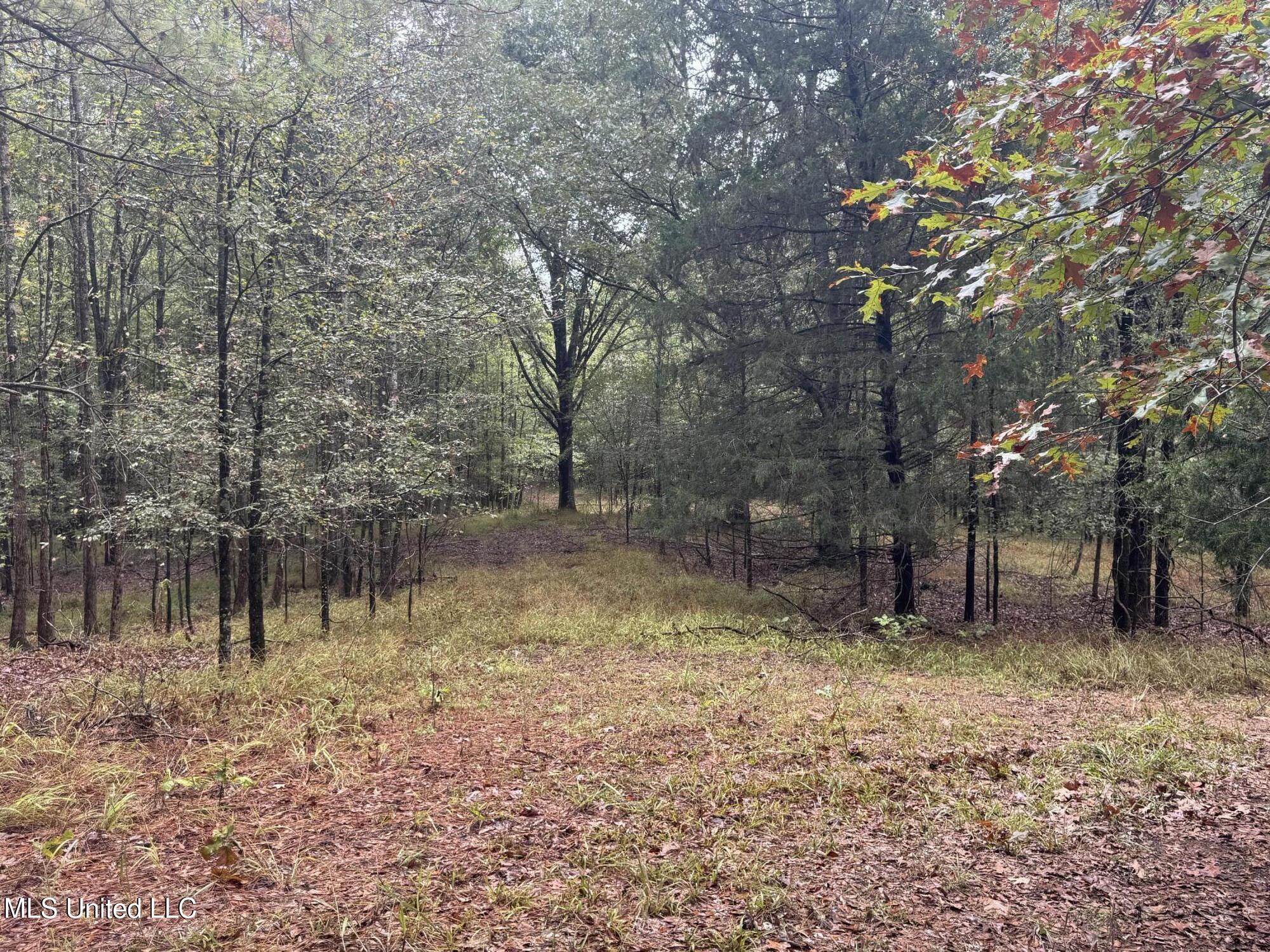 0 Cooperlow Road Coldwater, MS 38618 - Photo 20 of 59 End of the Road