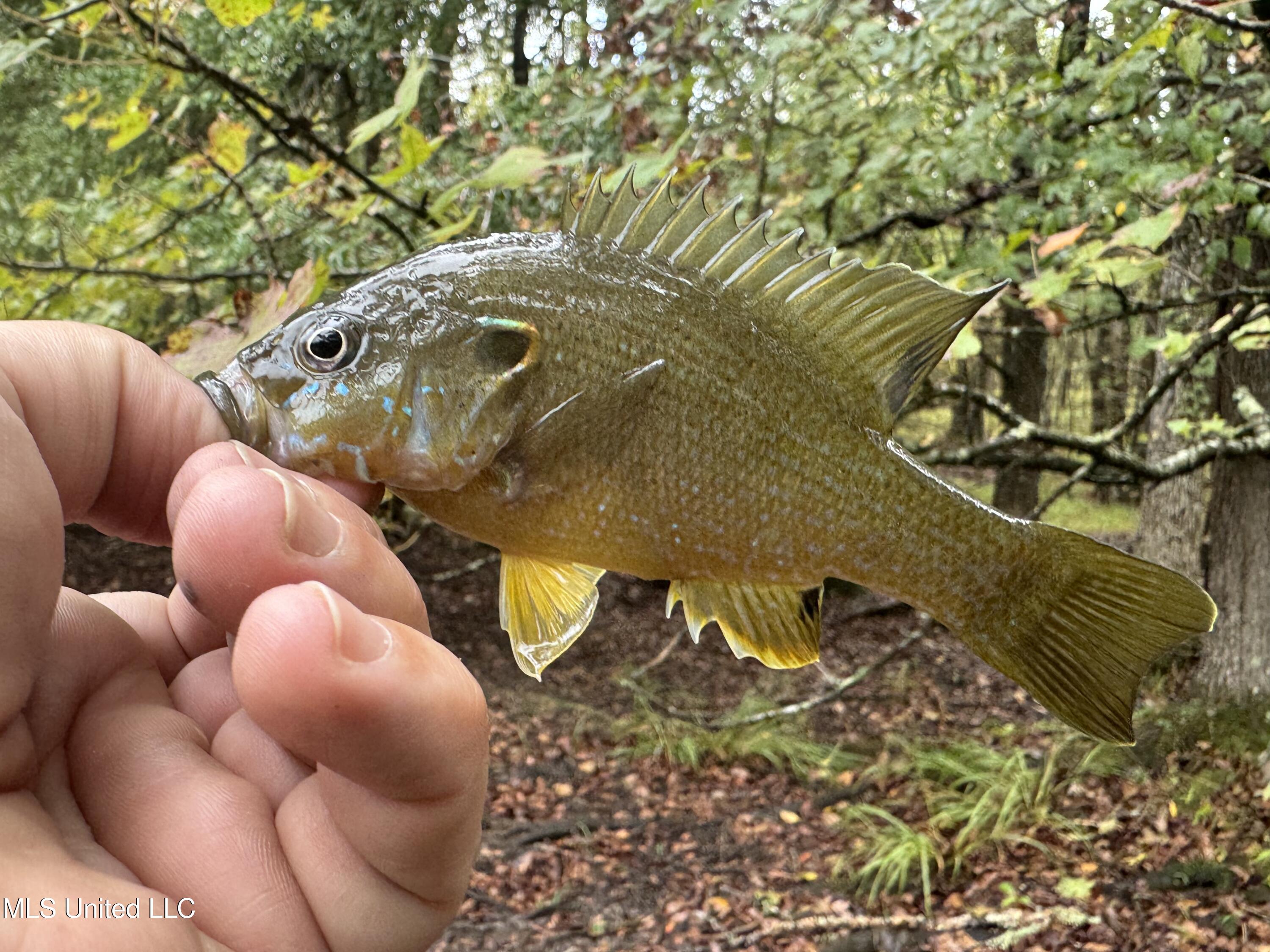 0 Cooperlow Road Coldwater, MS 38618 - Photo 23 of 59 Goggle-eye