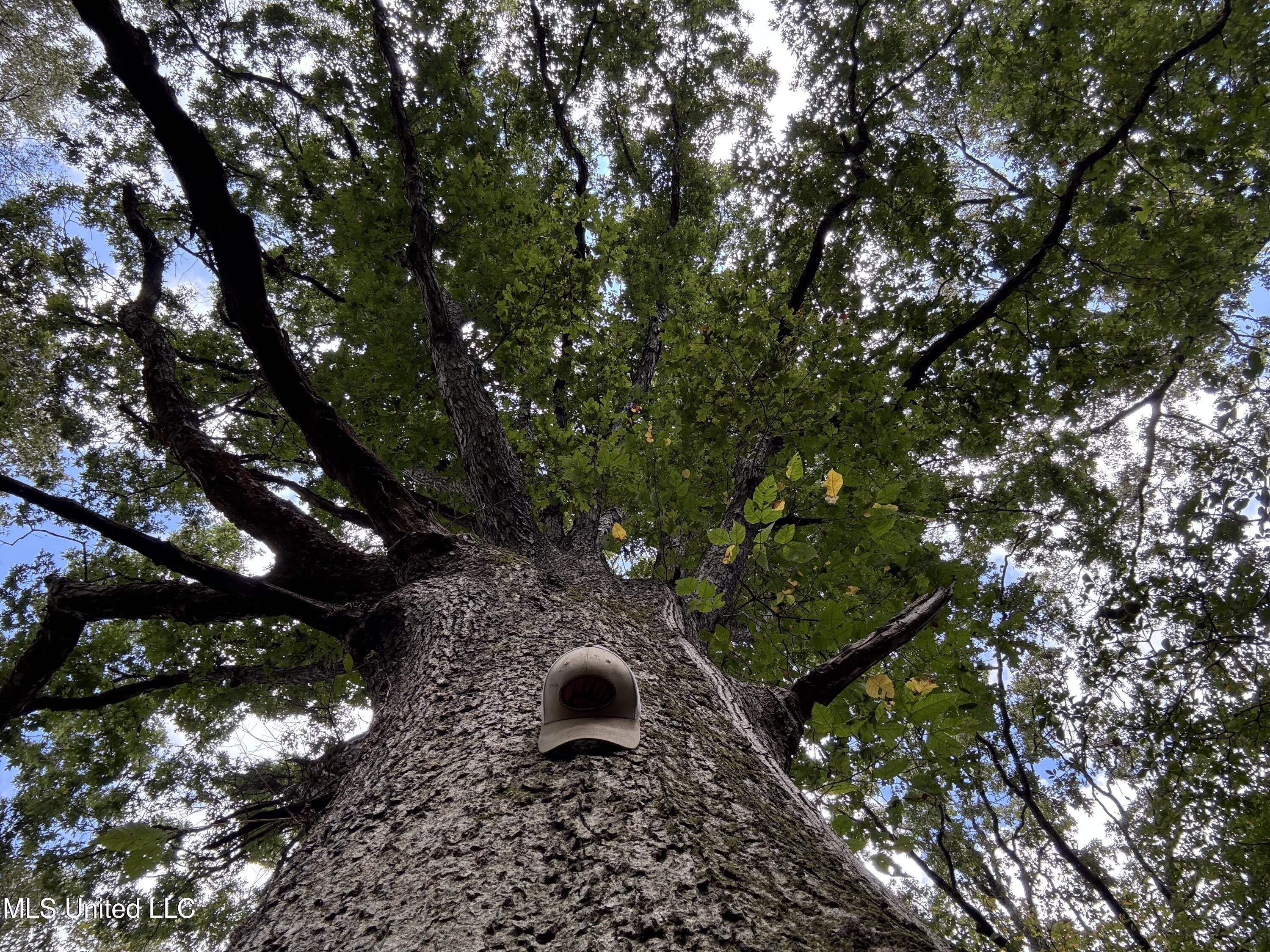 0 Cooperlow Road Coldwater, MS 38618 - Photo 24 of 59 Huge W Oak 2