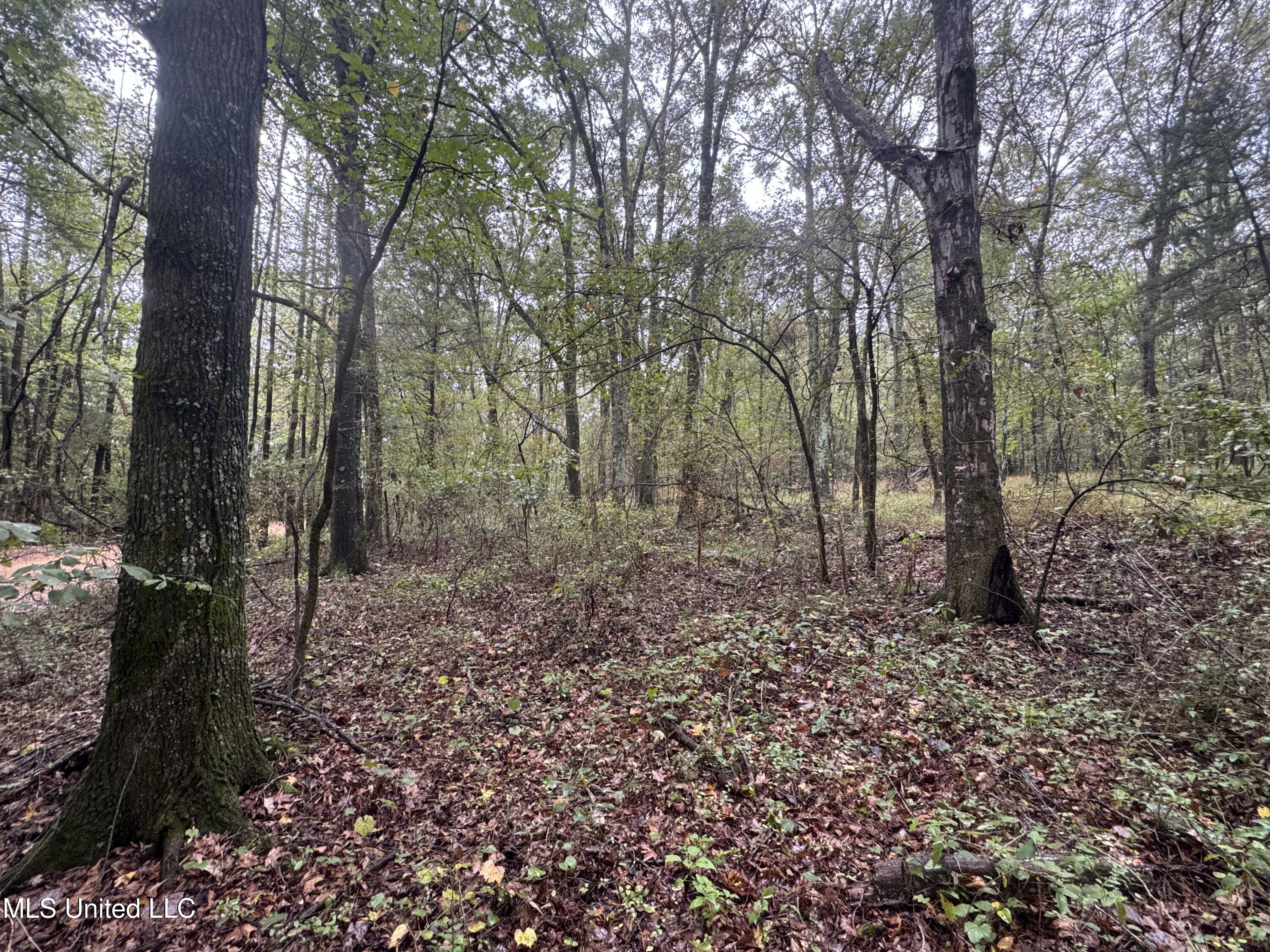 0 Cooperlow Road Coldwater, MS 38618 - Photo 25 of 59 HW on Gravel Road 2