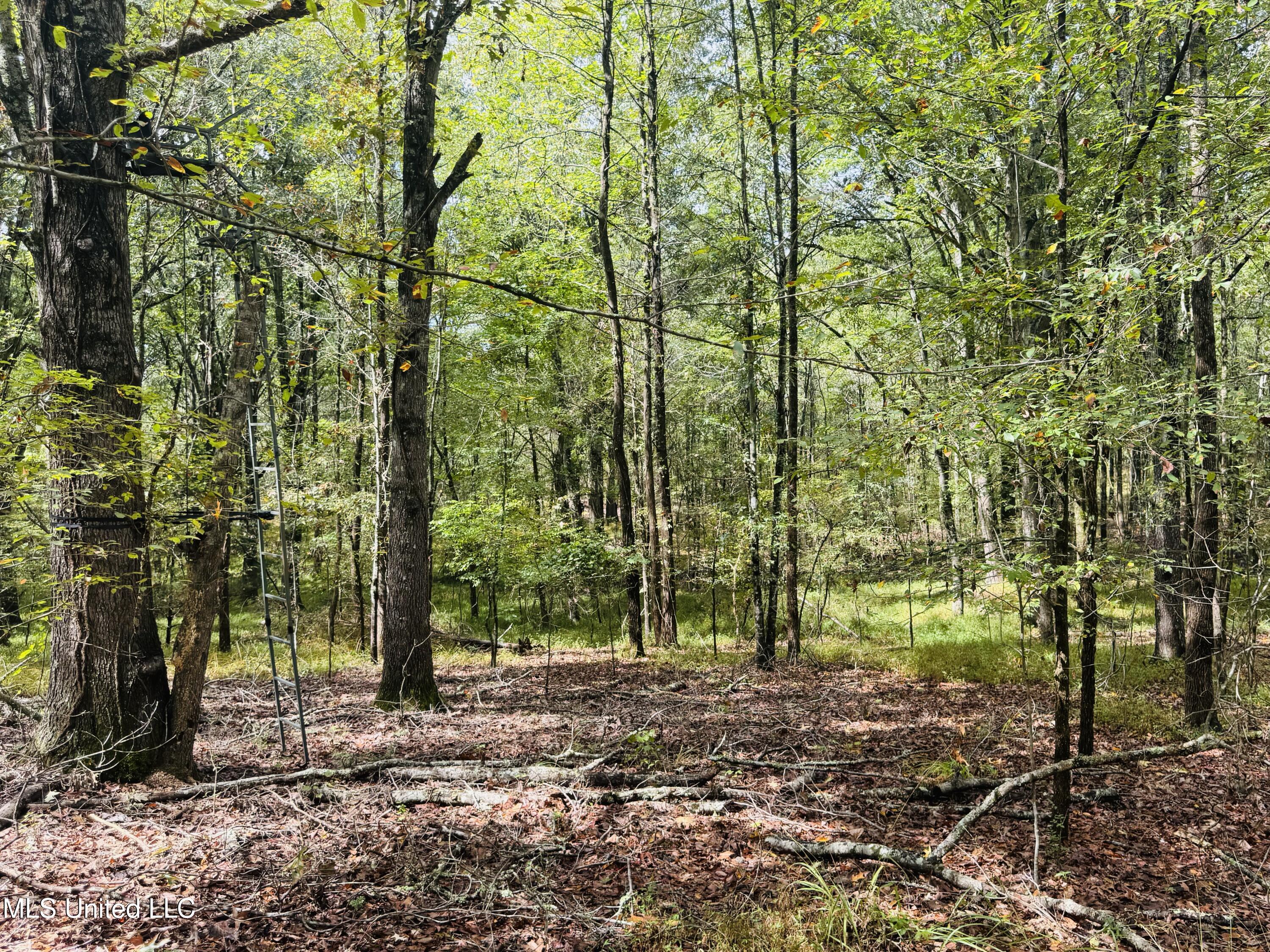 0 Cooperlow Road Coldwater, MS 38618 - Photo 31 of 59 Northern Interior