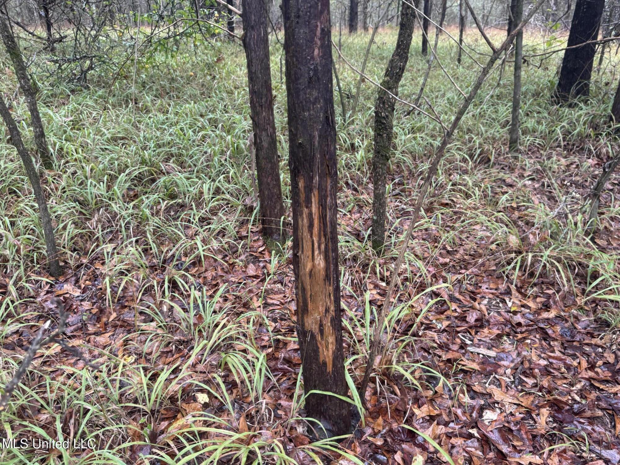 0 Cooperlow Road Coldwater, MS 38618 - Photo 34 of 59 Old Rub