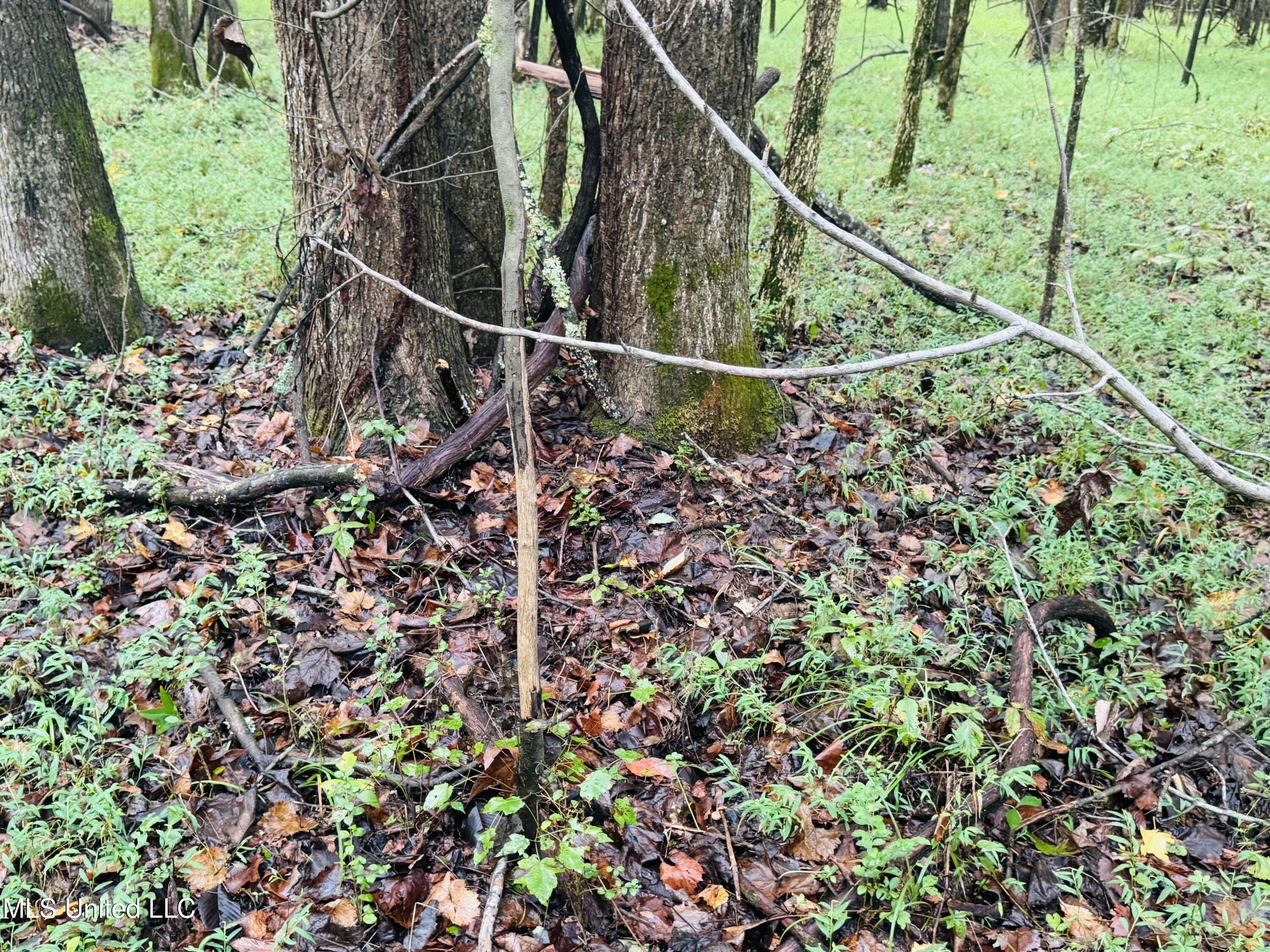 0 Cooperlow Road Coldwater, MS 38618 - Photo 36 of 59 Old Rub(2)