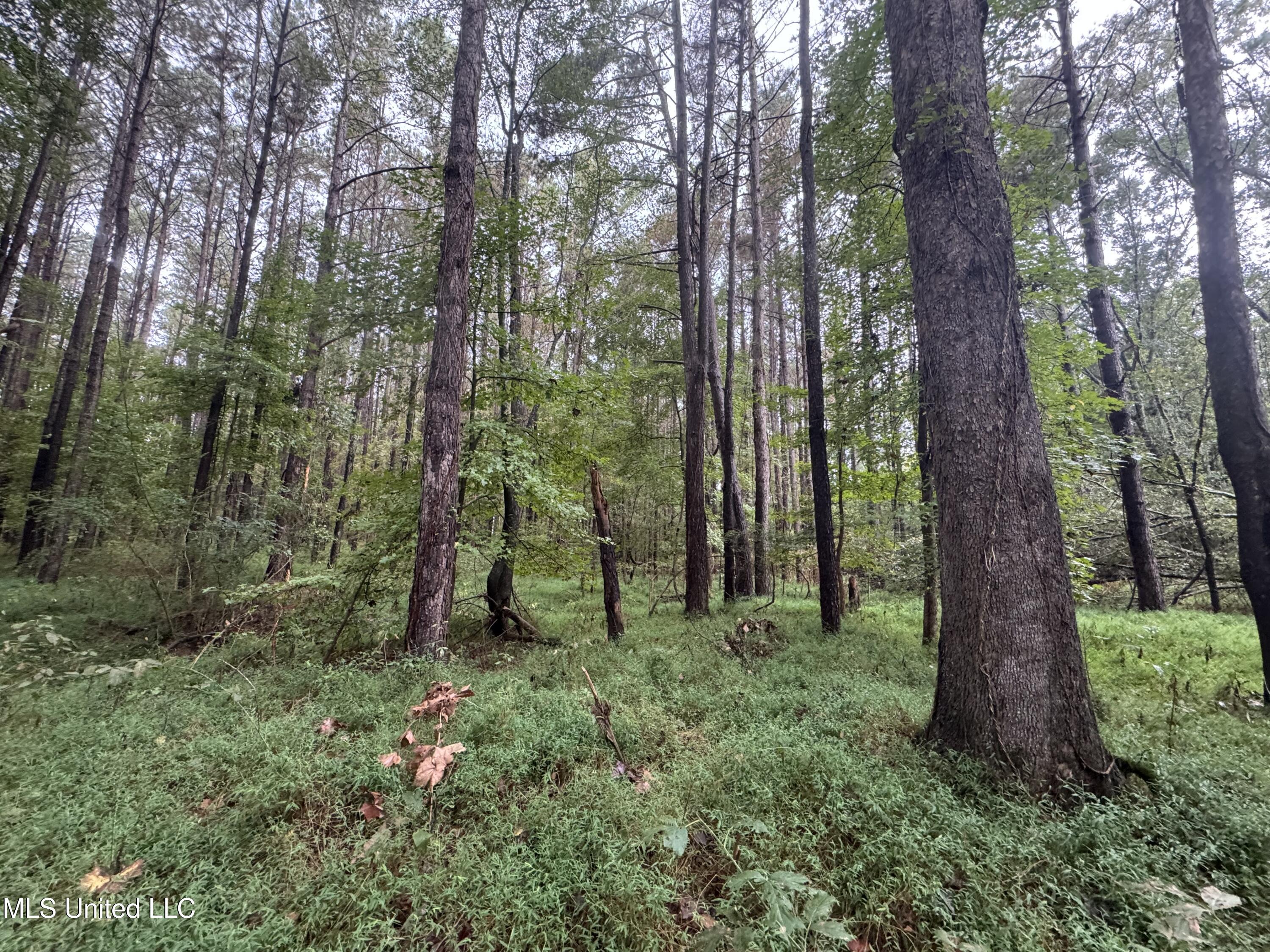0 Cooperlow Road Coldwater, MS 38618 - Photo 39 of 59 Pines and HW E Side