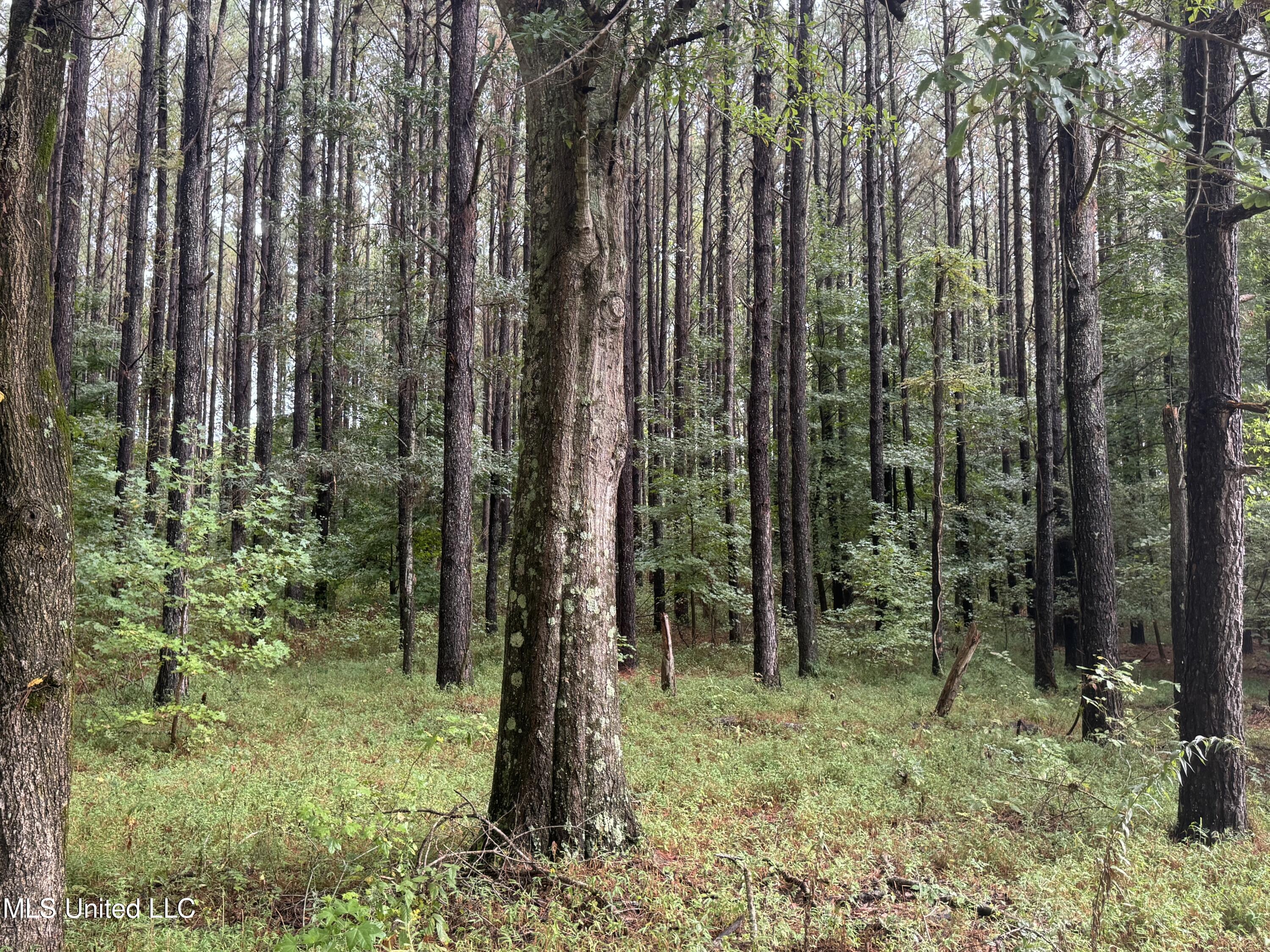 0 Cooperlow Road Coldwater, MS 38618 - Photo 40 of 59 Pines E Side