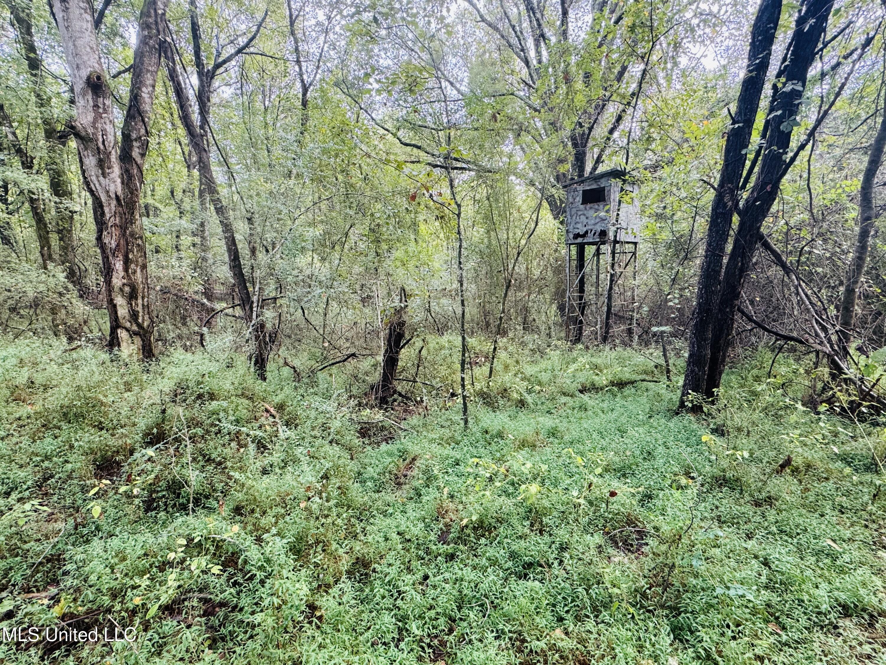 0 Cooperlow Road Coldwater, MS 38618 - Photo 4 of 59 3 Old Box