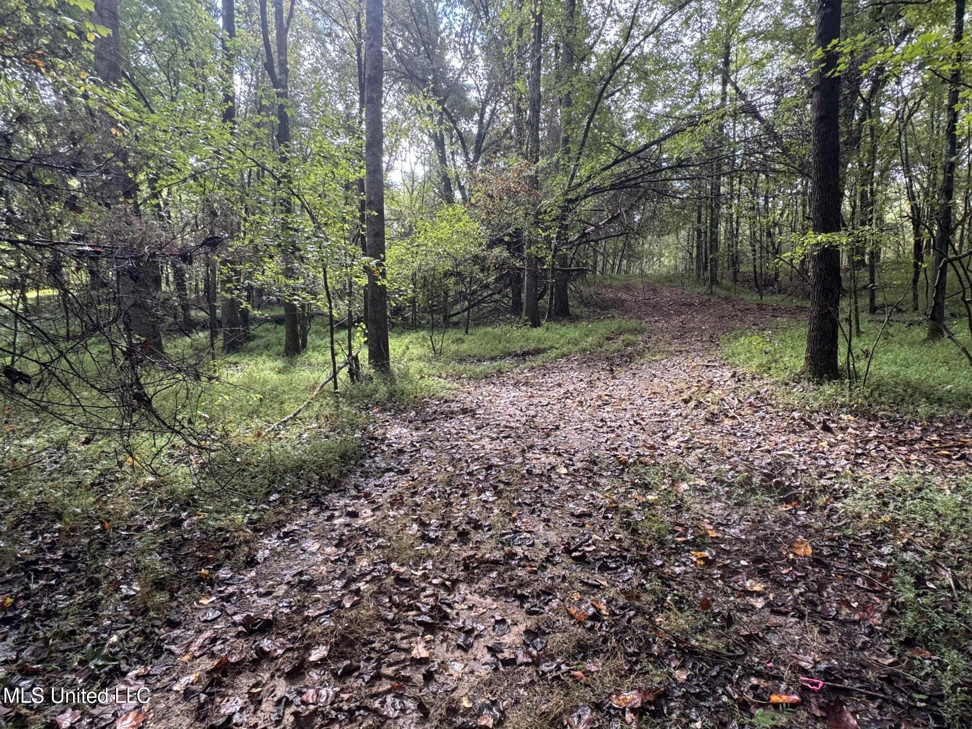 0 Cooperlow Road Coldwater, MS 38618 - Photo 47 of 59 Road In