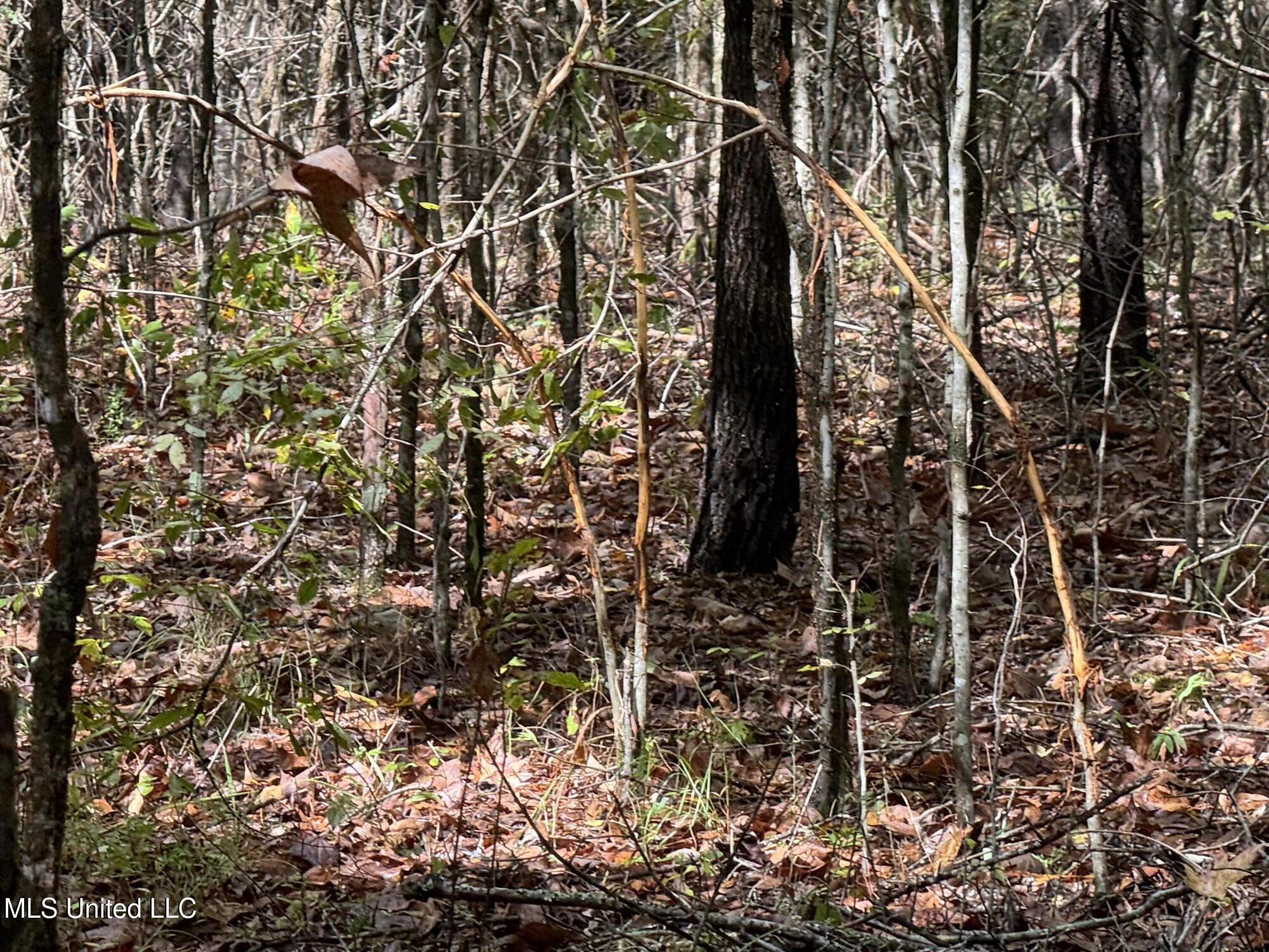 0 Cooperlow Road Coldwater, MS 38618 - Photo 50 of 59 Small Rubs