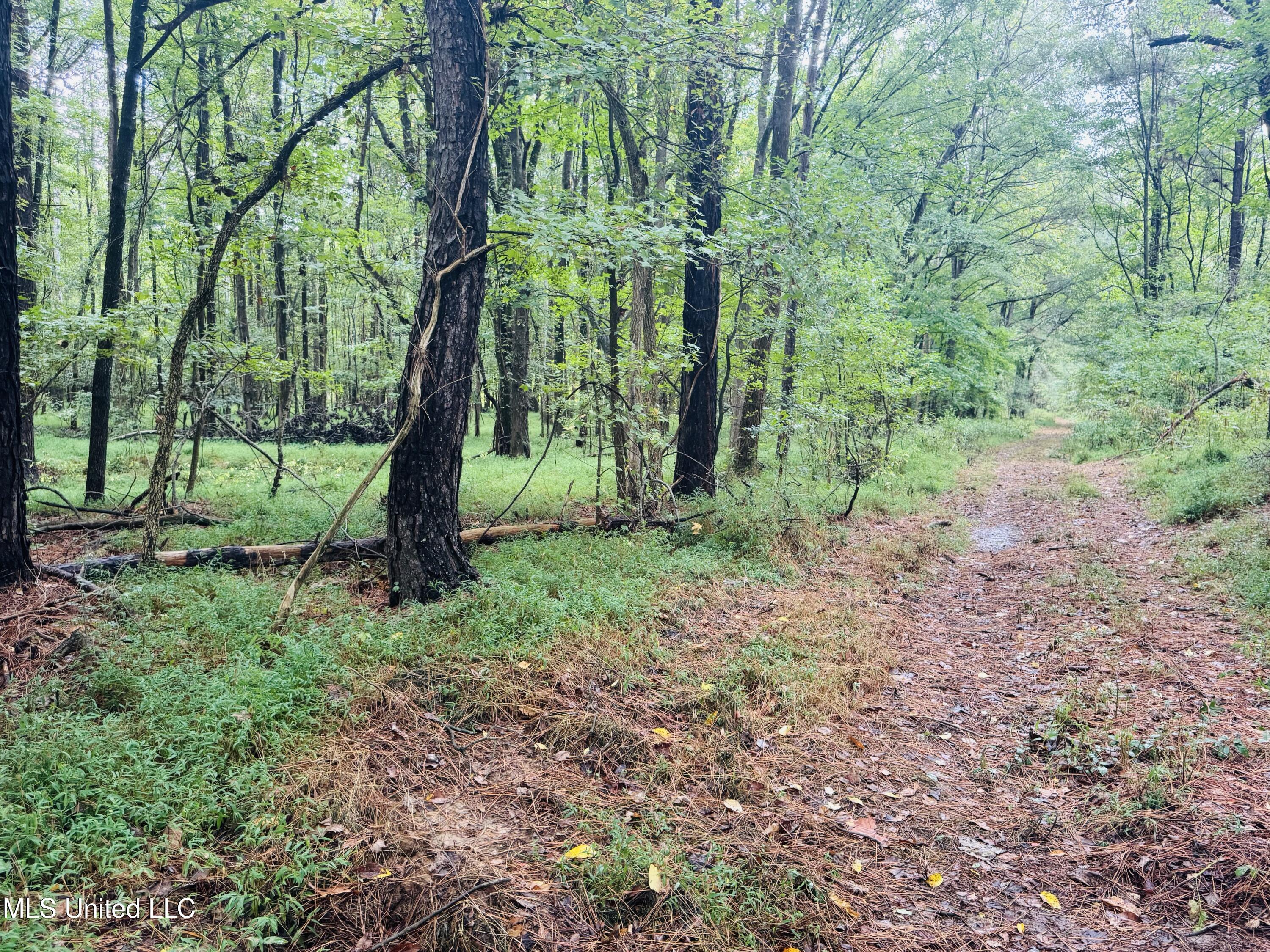 0 Cooperlow Road Coldwater, MS 38618 - Photo 52 of 59 Trail East