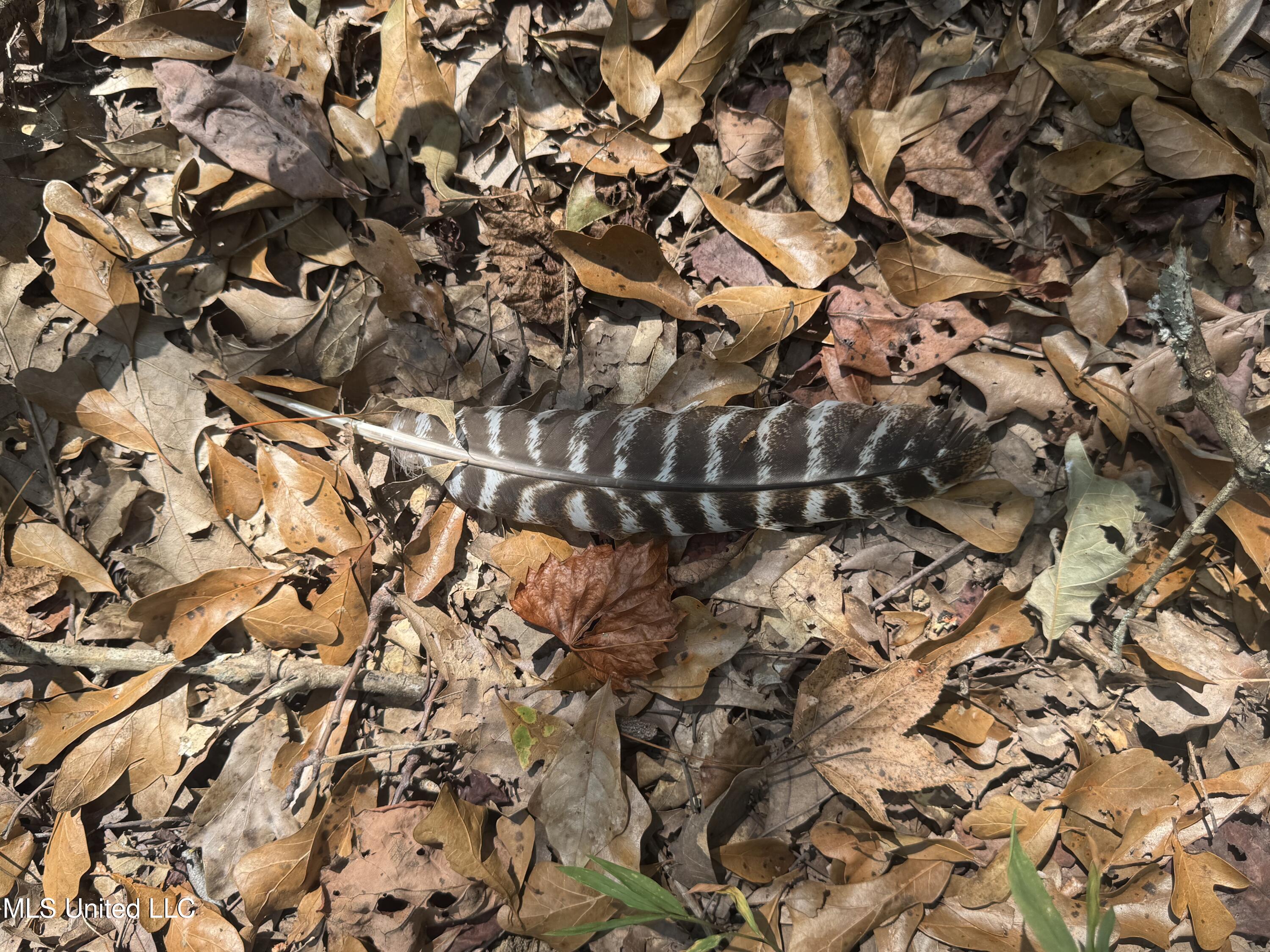 0 Cooperlow Road Coldwater, MS 38618 - Photo 53 of 59 Turkey Feather