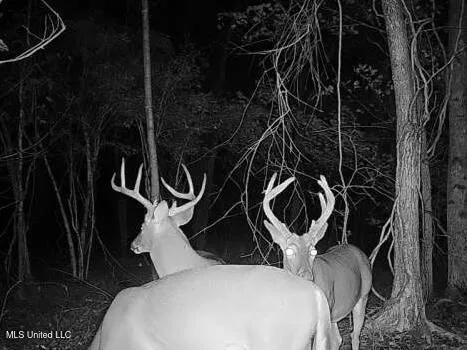 $1,395,000 | 0 Cooperlow Road, Coldwater, MS 38618