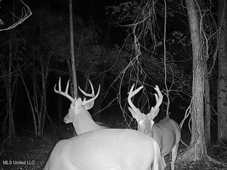 0 Cooperlow Road Coldwater, MS 38618 - Photo 54 of 59 two bucks