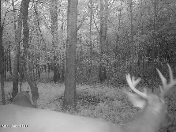 0 Cooperlow Road Coldwater, MS 38618 - Photo 56 of 59 two year old stud