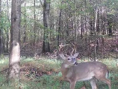 $1,395,000 | 0 Cooperlow Road, Coldwater, MS 38618