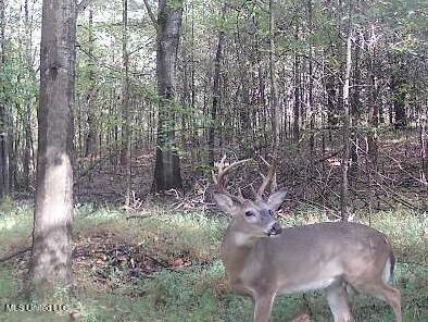 0 Cooperlow Road Coldwater, MS 38618 - Photo 57 of 59 two year old up