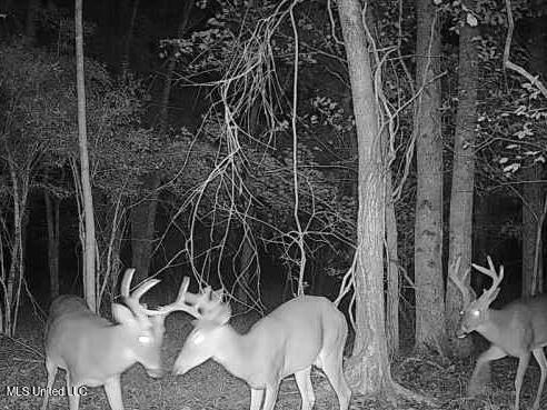 0 Cooperlow Road Coldwater, MS 38618 - Photo 58 of 59 two young