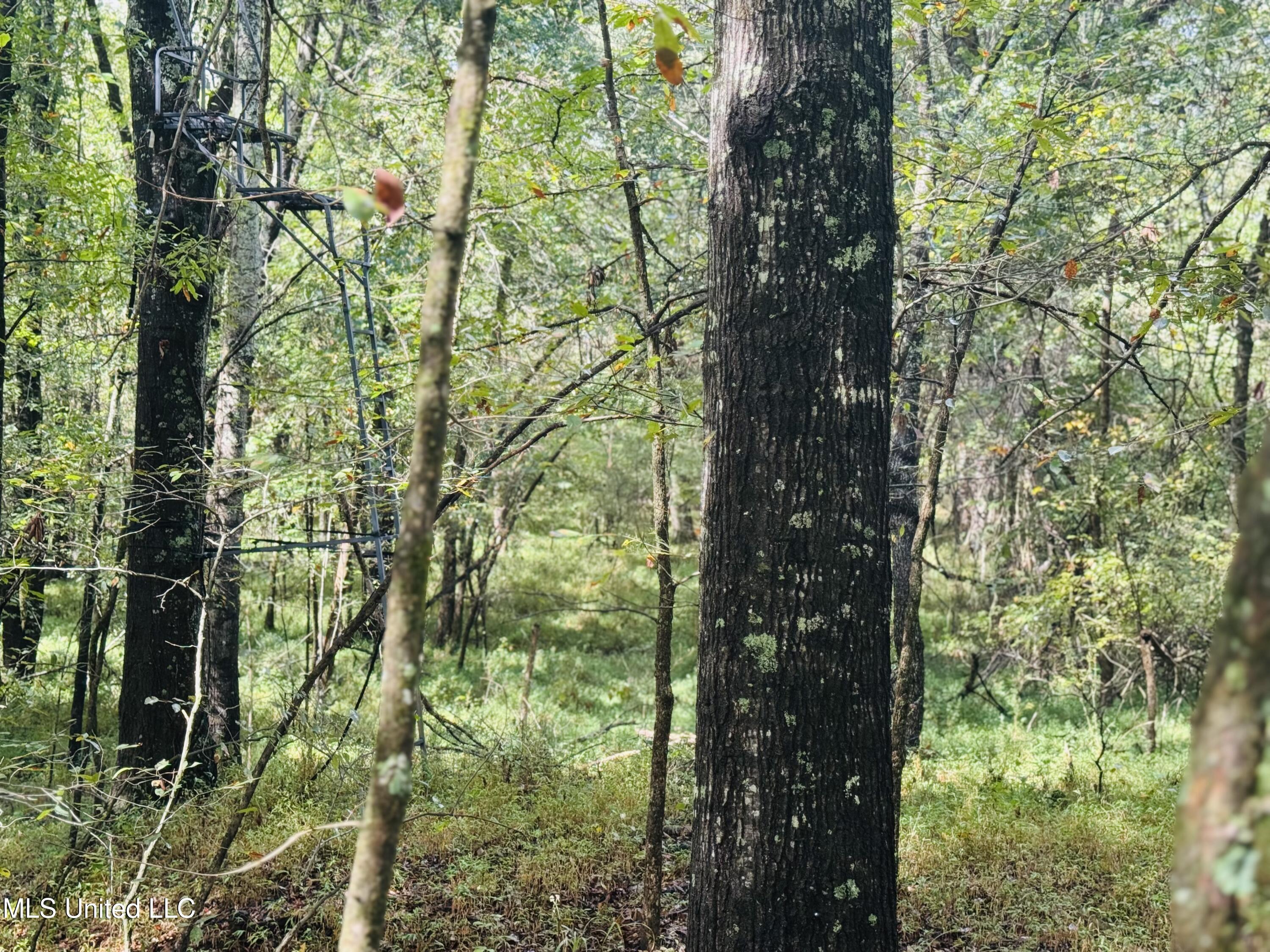 0 Cooperlow Road Coldwater, MS 38618 - Photo 7 of 59 6 Dam Stand