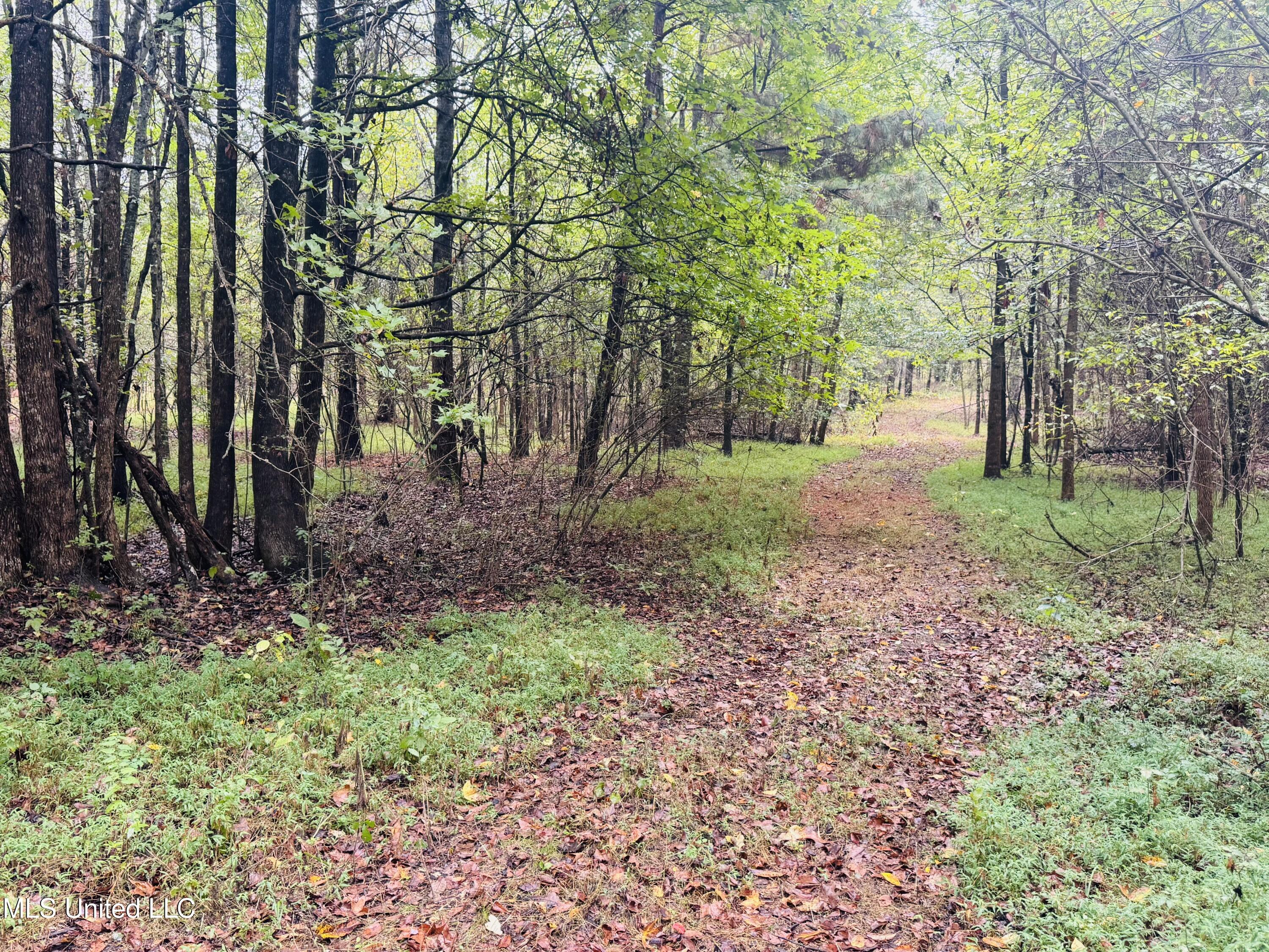 0 Cooperlow Road Coldwater, MS 38618 - Photo 8 of 59 7 Main Trail