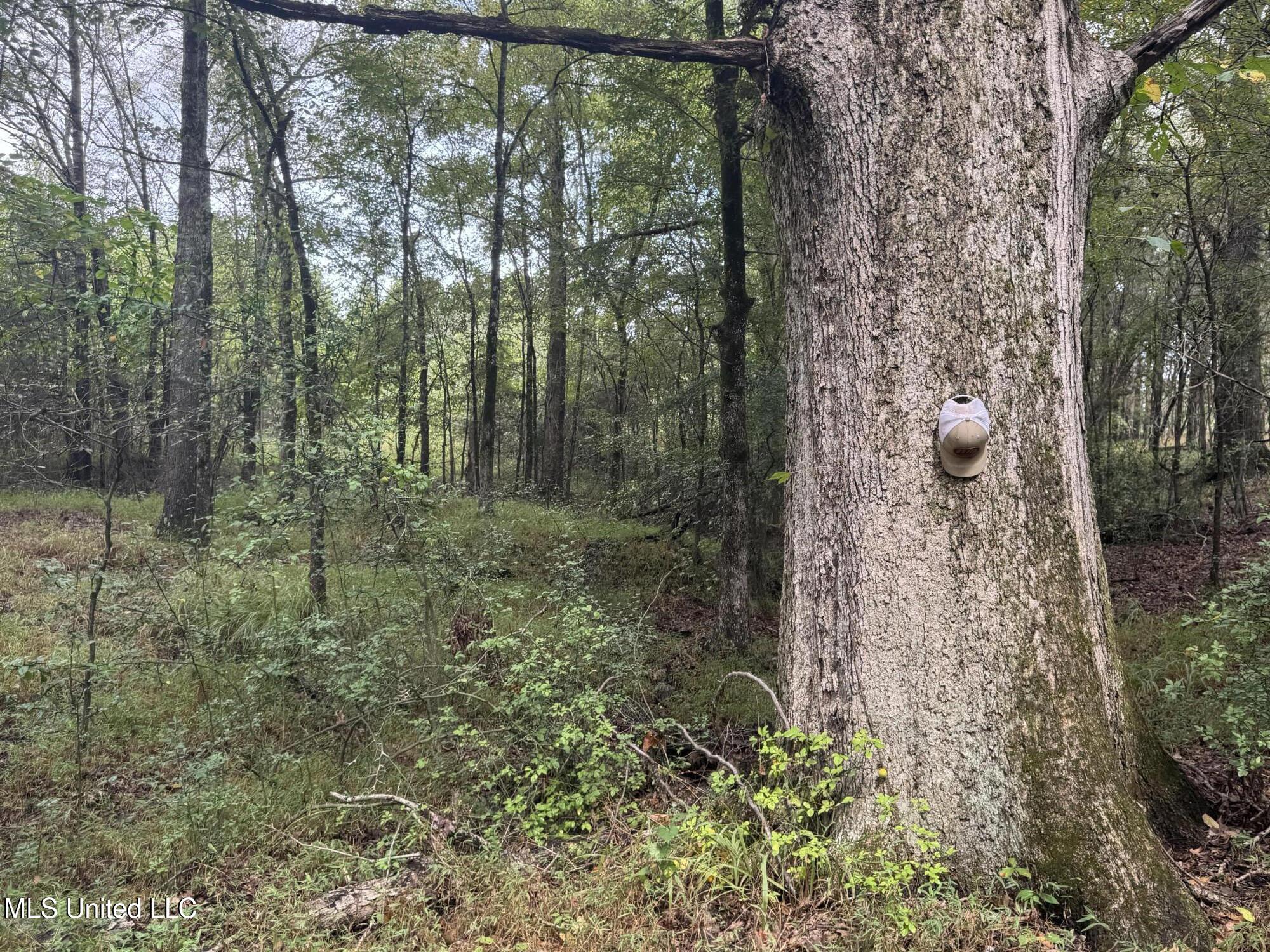 0 Cooperlow Road Coldwater, MS 38618 - Photo 10 of 59 9 Huge W Oak