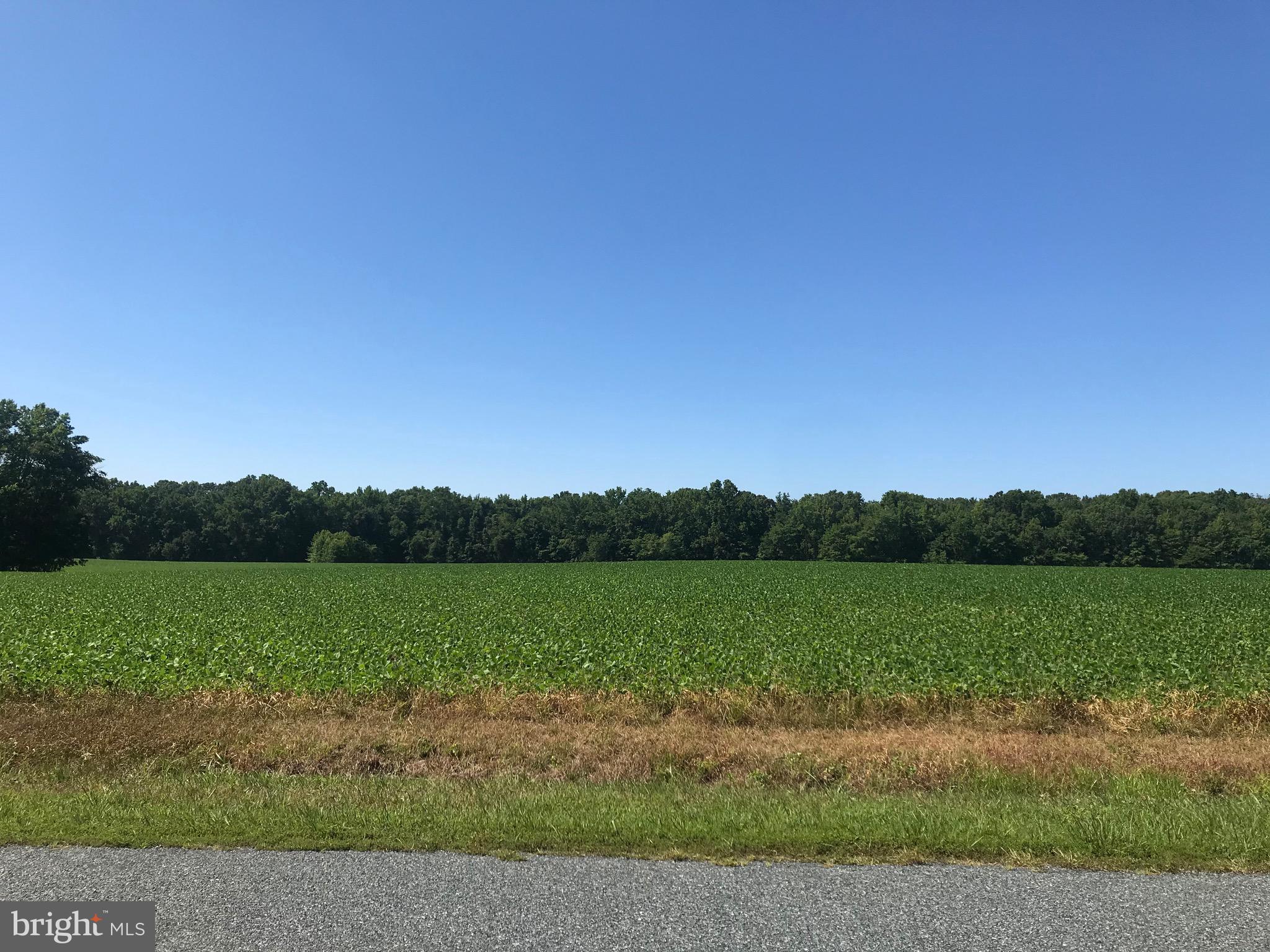 605 Woods Road Chestertown, MD 21620 - Photo 4 of 6 View across road from Lot