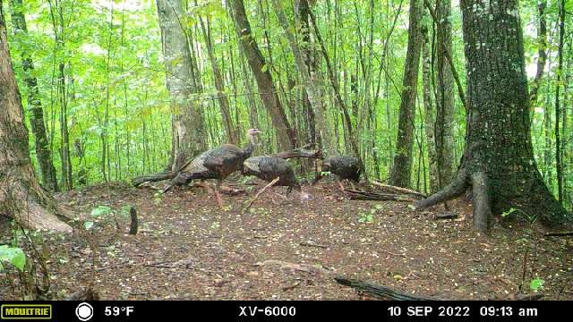 575 Vestal Cochran Road Topton, NC 28781 - Photo 50 of 53