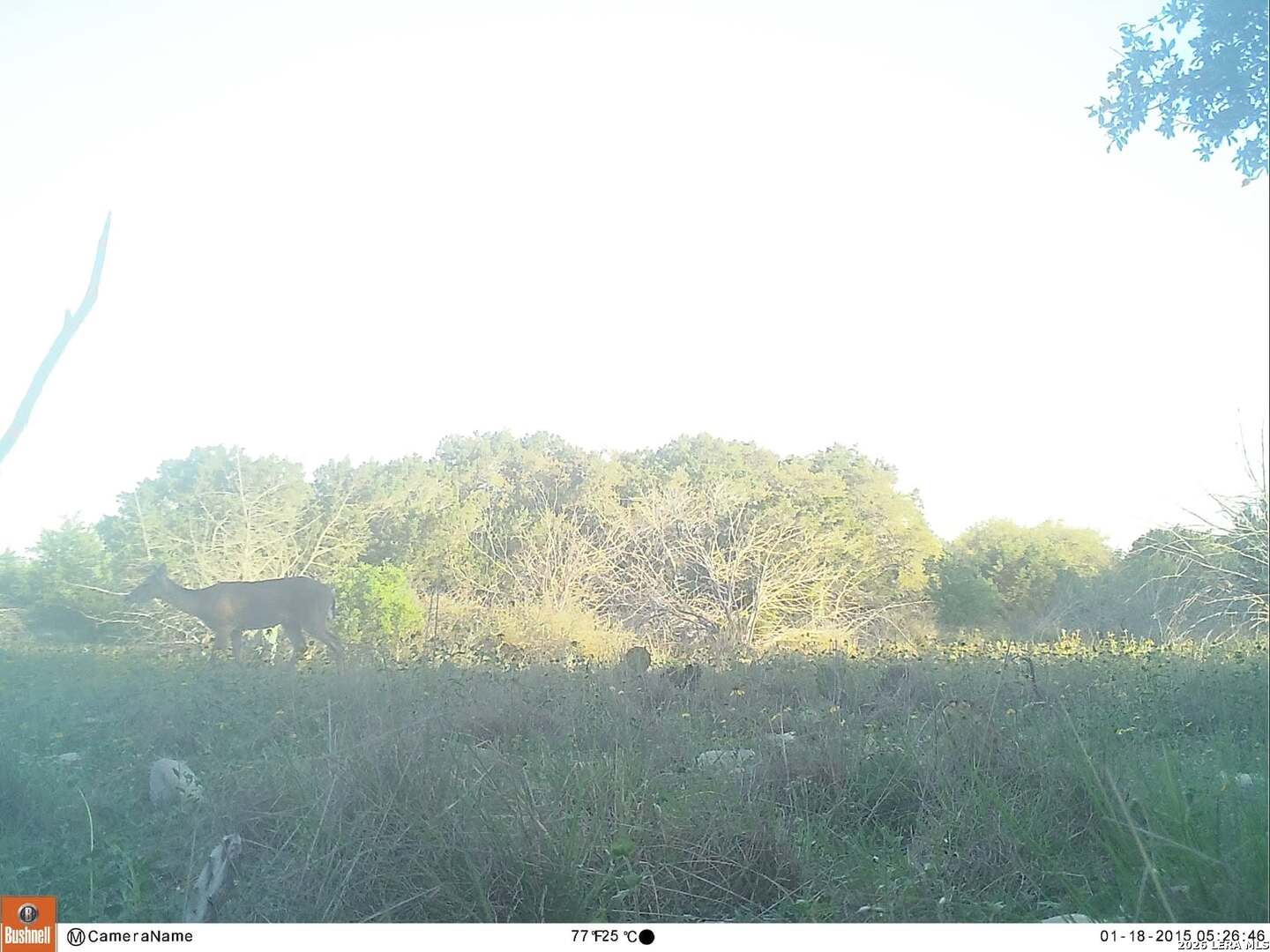 116 Leona Ranch Road Brackettville, TX 78832 - Photo 13 of 24 Gallery Image 13