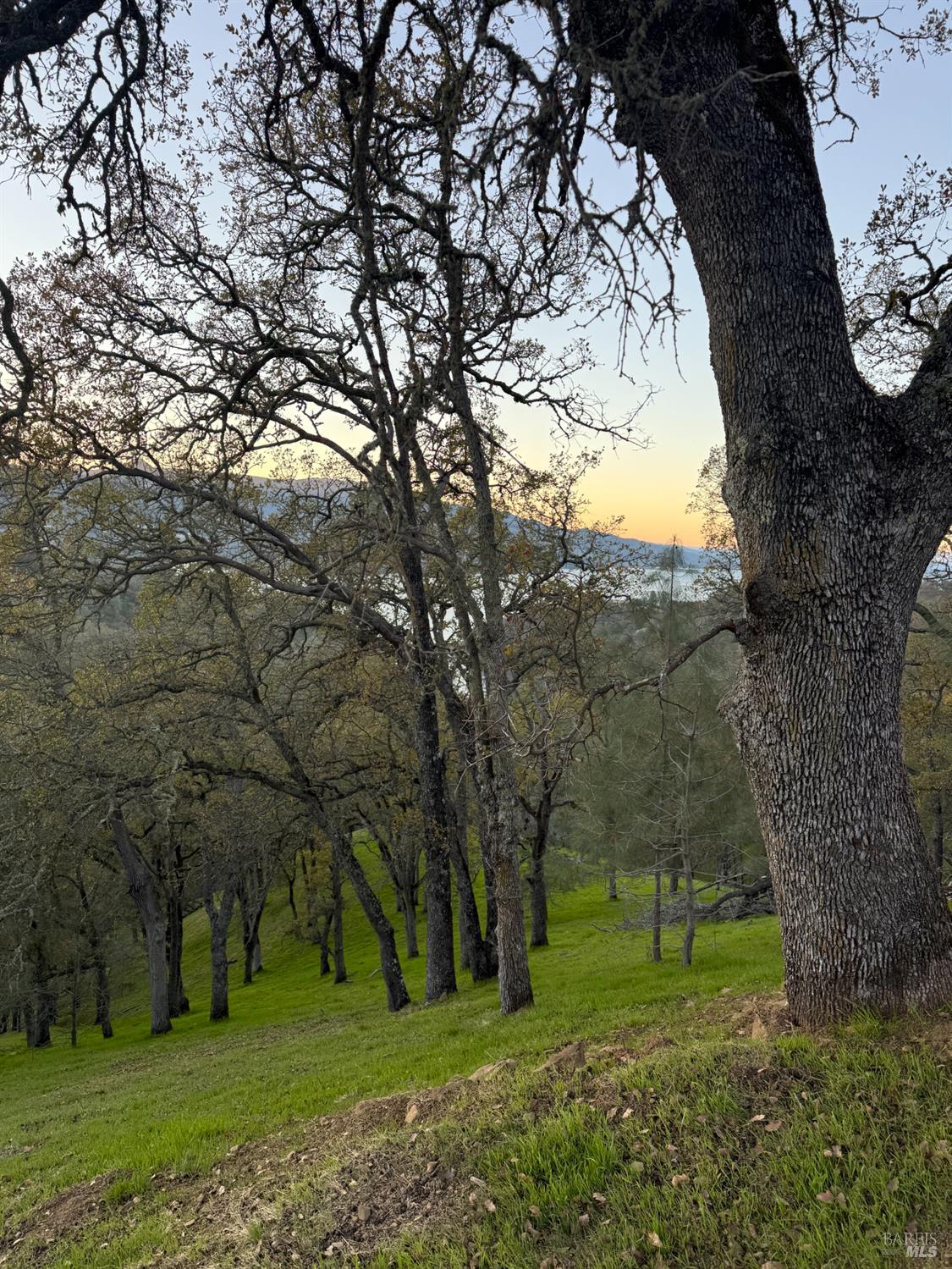 a view of grassy field with trees